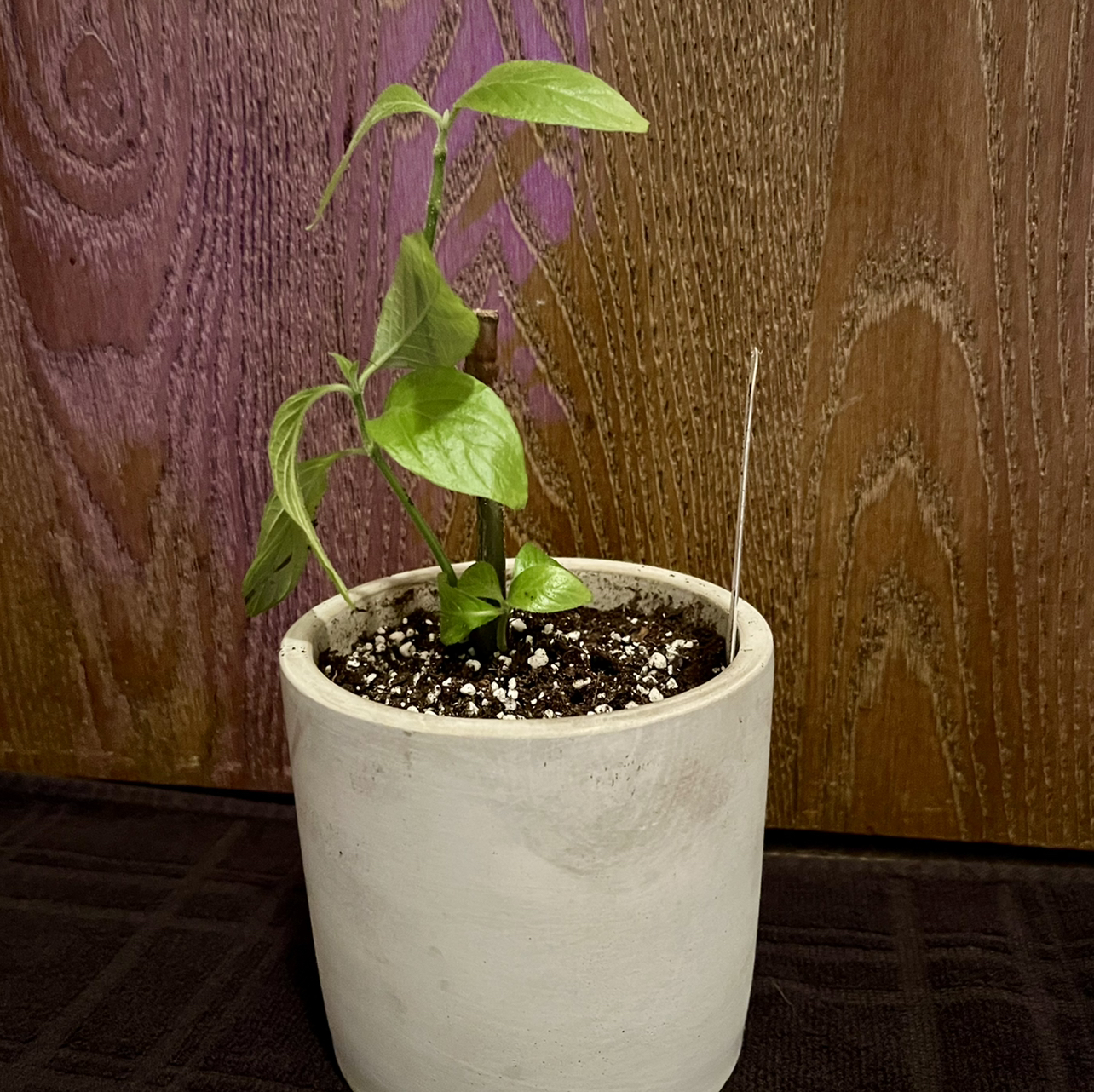 Photo of the plant species Golden Brazilian Plume by @riverzend named justine on Greg, the plant care app