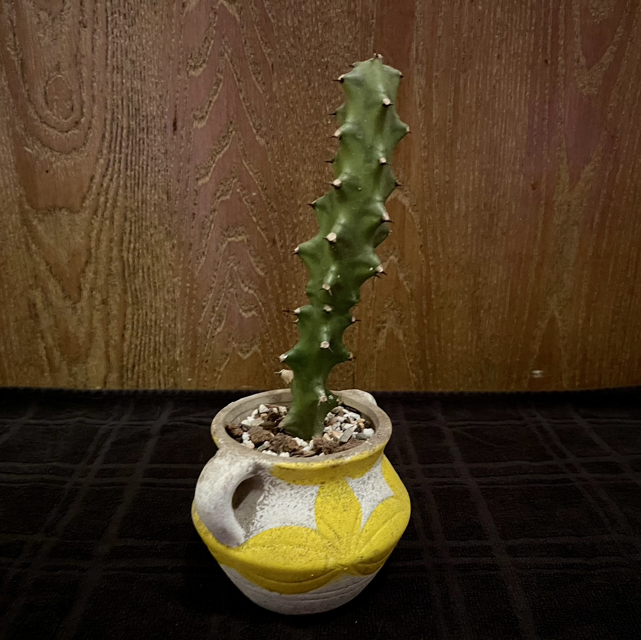 Photo of the plant species Sahydari Mountain Euphorbia by @riverzend named hydra on Greg, the plant care app