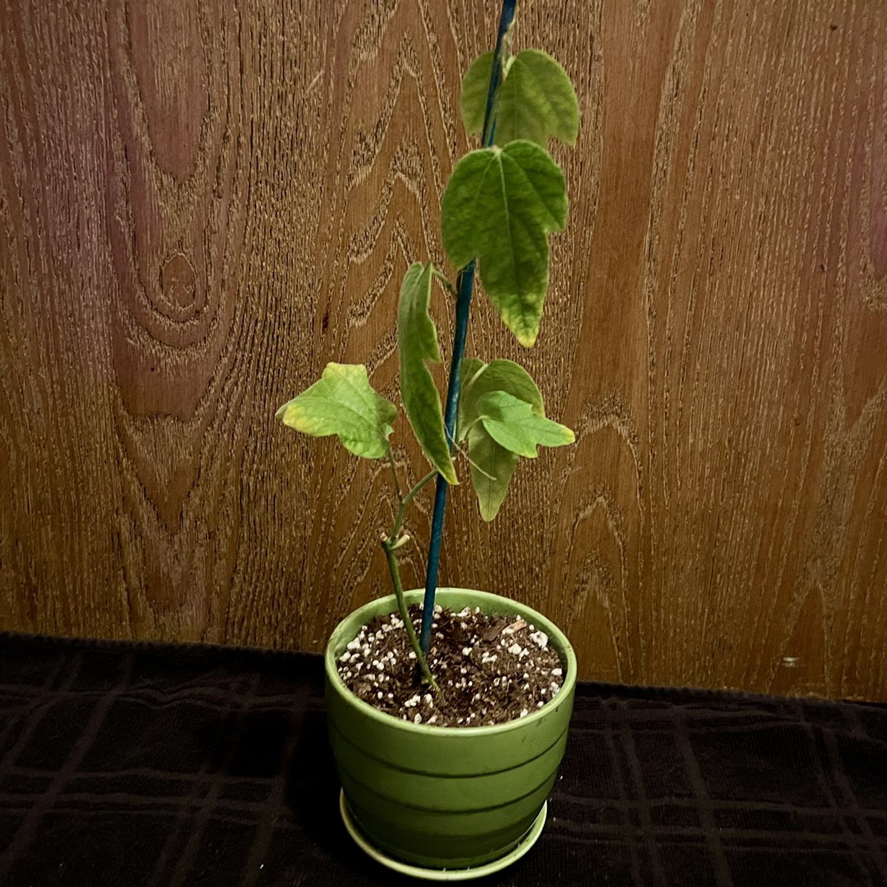 Photo of the plant species Velvet Leaf Passion Flower by @riverzend named erika on Greg, the plant care app
