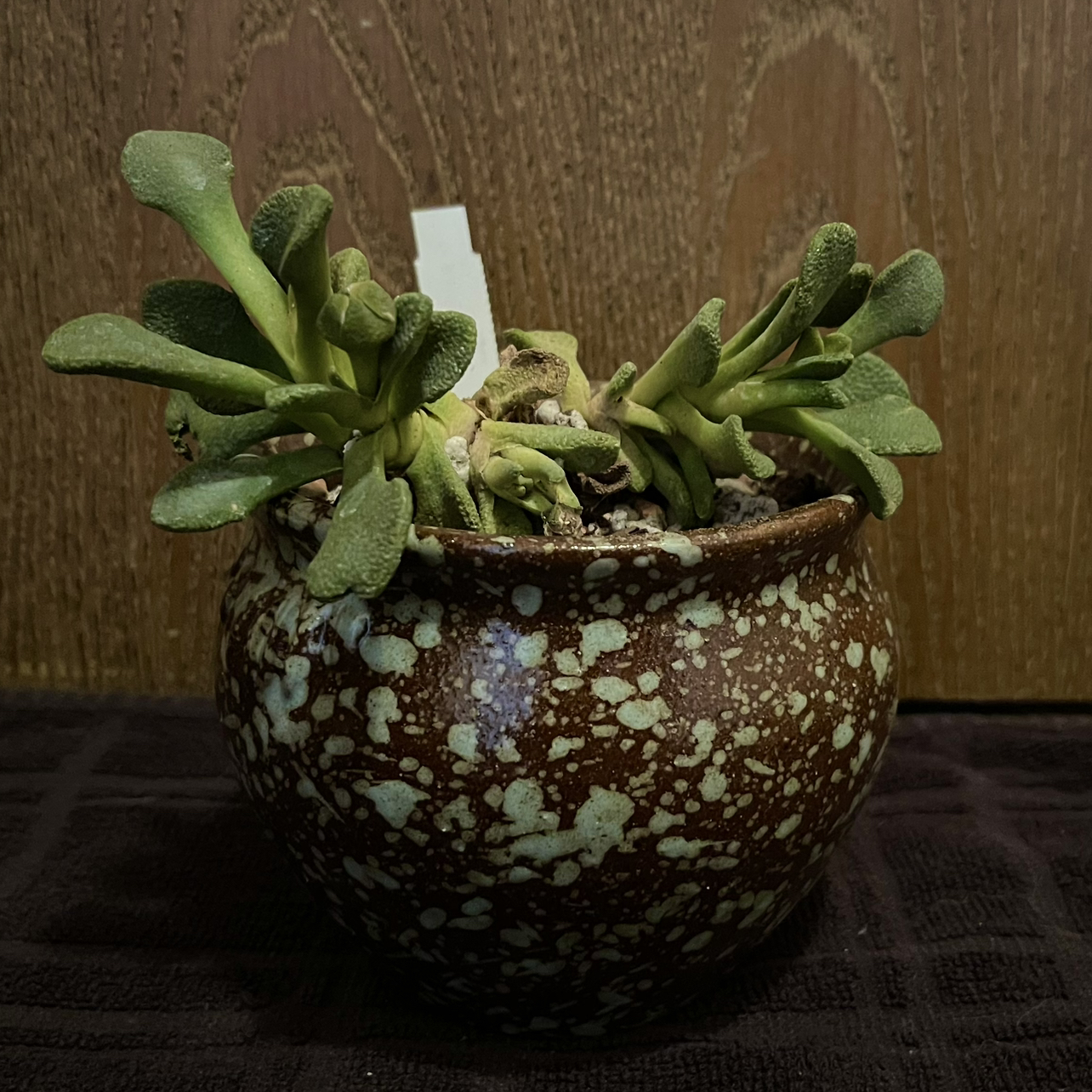 Photo of the plant species Aloinopsis rosulata by @riverzend named rosie on Greg, the plant care app