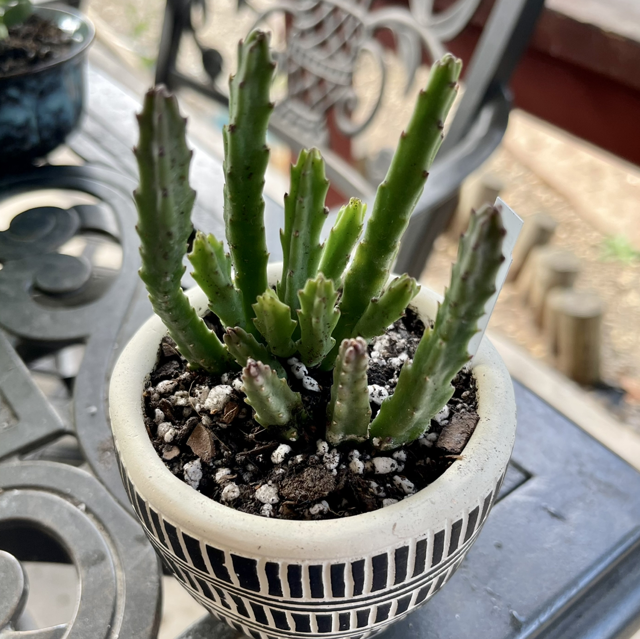 Photo of the plant species Stapelia divaricata by @riverzend named divanté on Greg, the plant care app