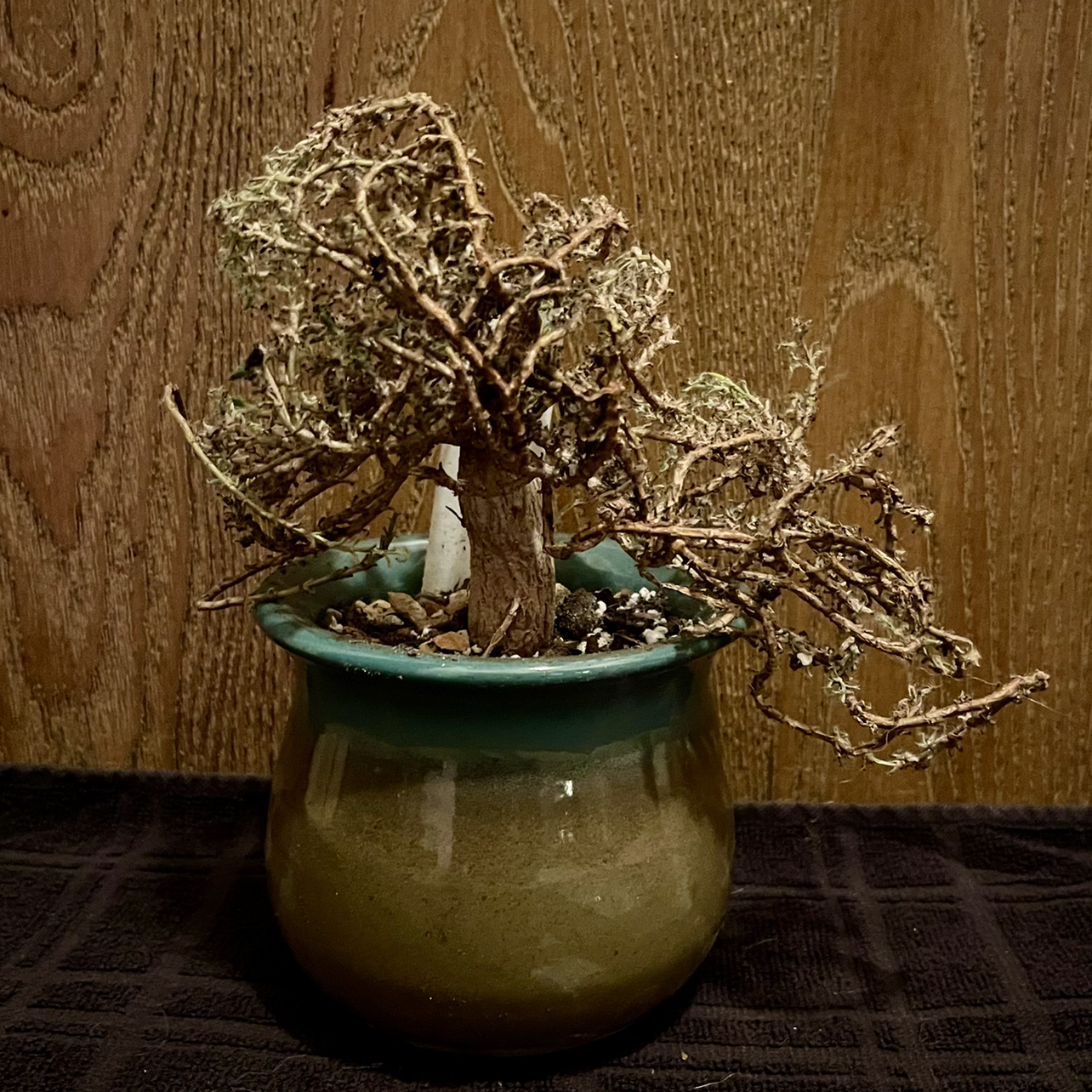 Photo of the plant species Tricodiadema Bulbosom by @riverzend named bojangles on Greg, the plant care app