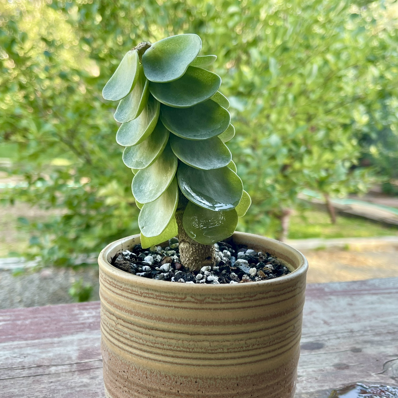 Potted 'Ihi plant with thick, green leaves in an outdoor setting.