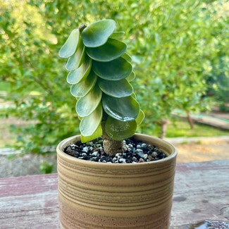 'Ihi plant in Aurora, Colorado