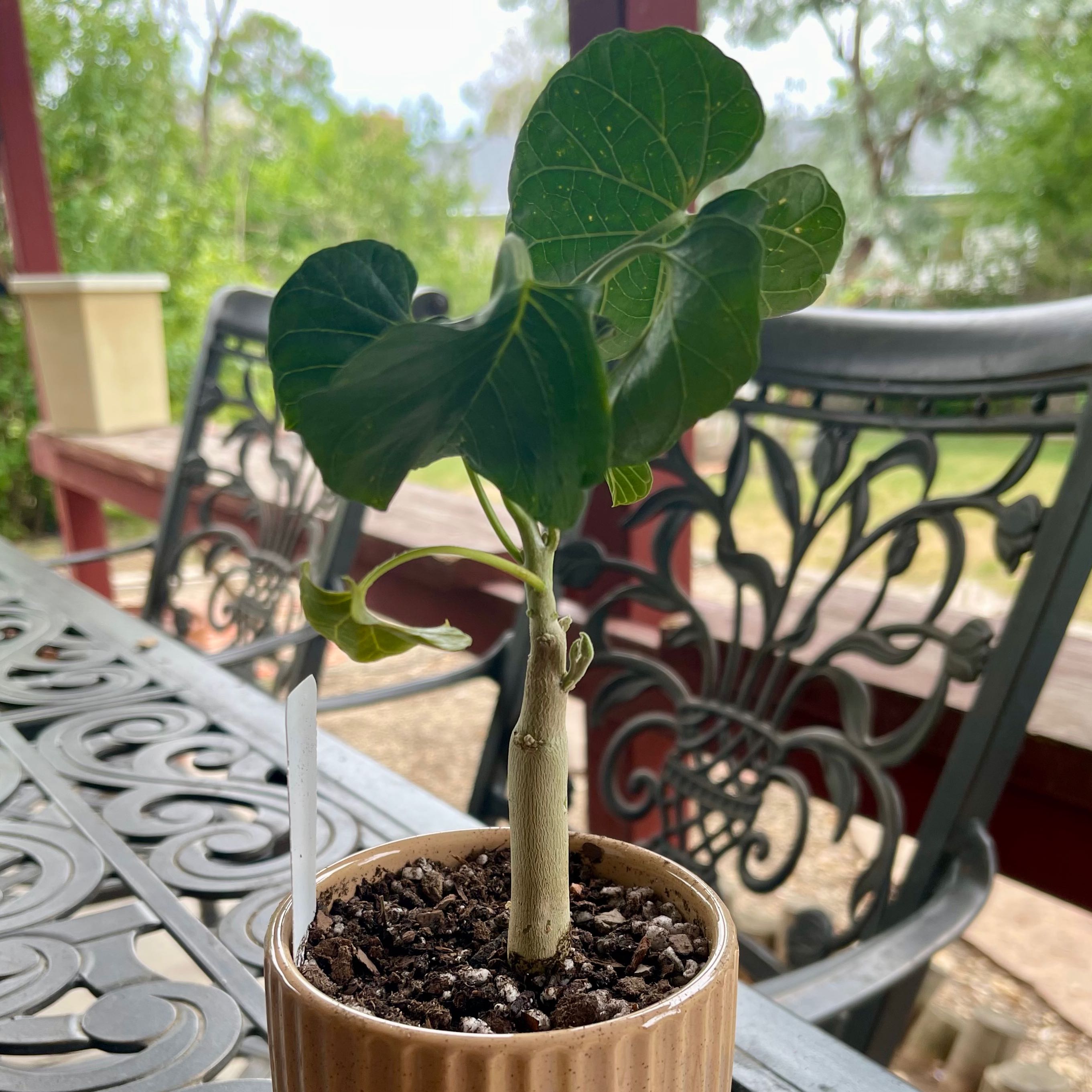 Photo of the plant species Wild Cotton Plant by @riverzend named ifoema on Greg, the plant care app