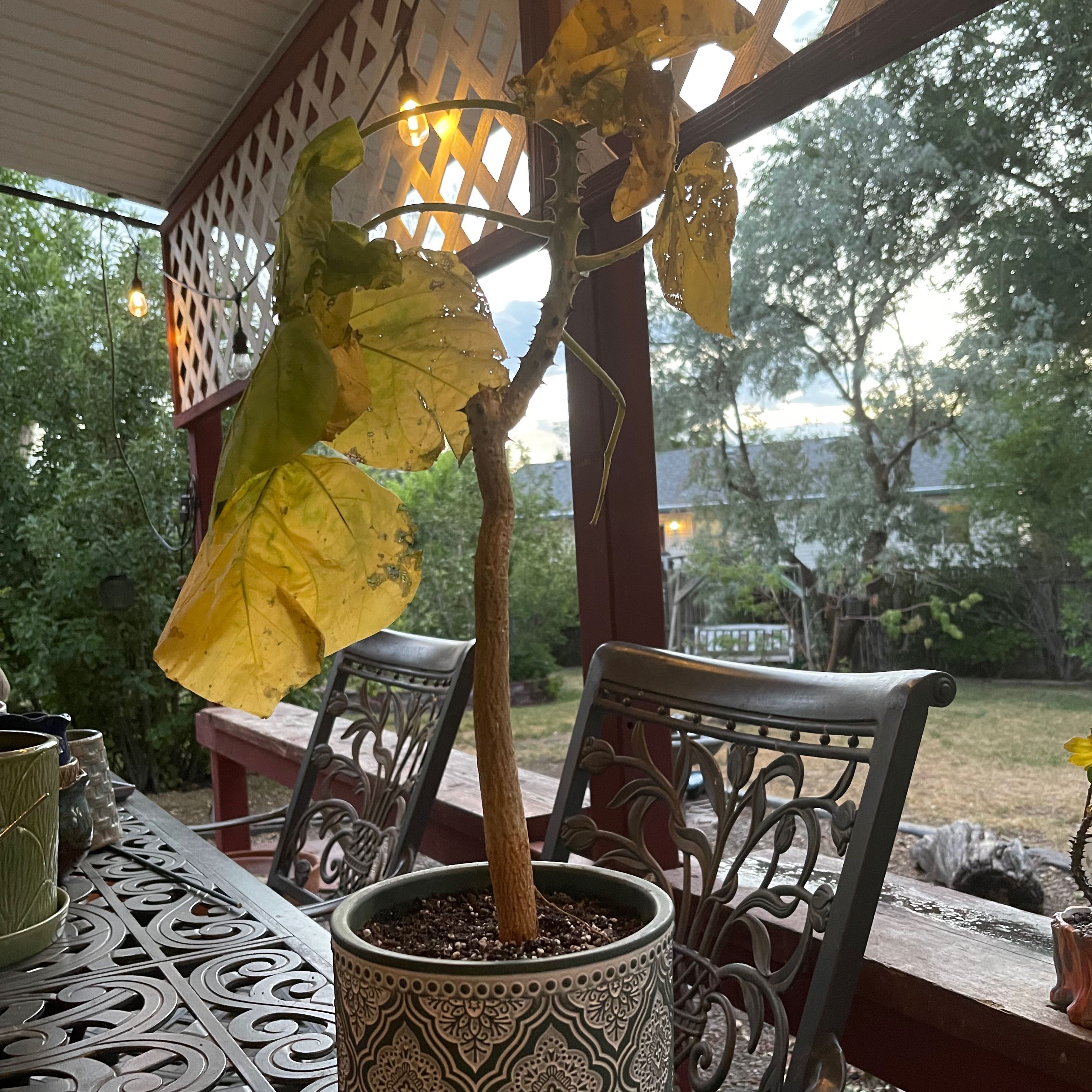 Photo of the plant species Madagascar Coral Tree by @riverzend named dagmar on Greg, the plant care app
