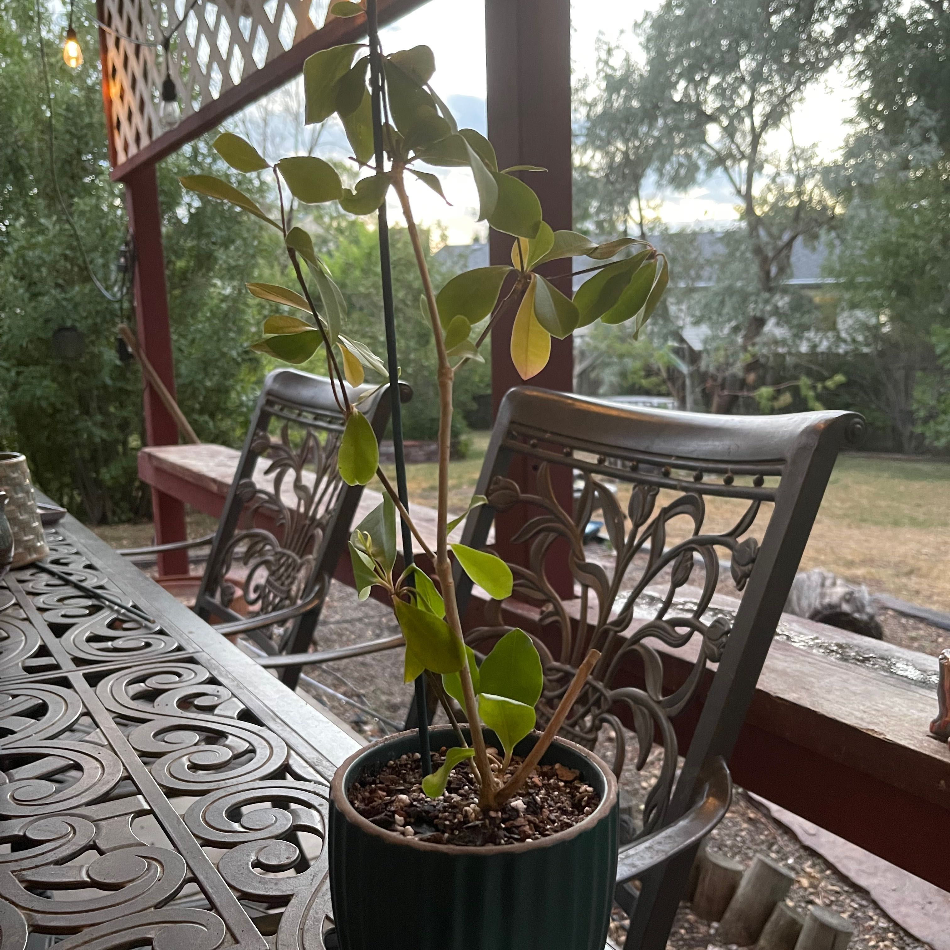 Photo of the plant species Euphorbia commersonii by @riverzend named leon on Greg, the plant care app
