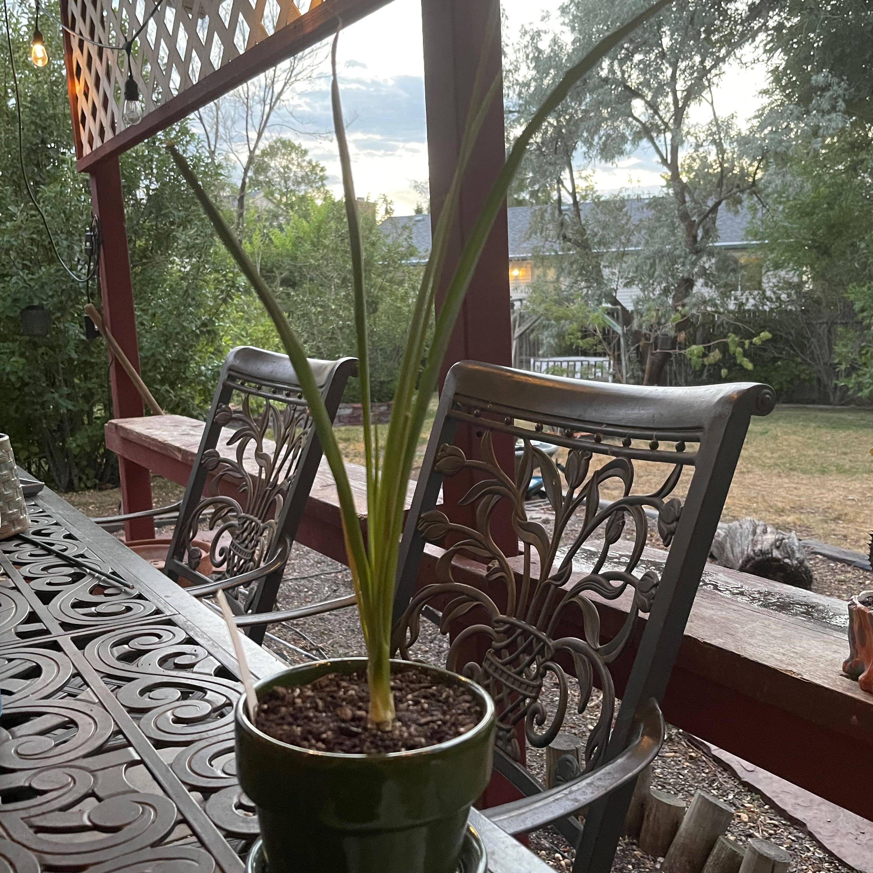 Photo of the plant species Salty Cape Spinach by @riverzend named yancy on Greg, the plant care app