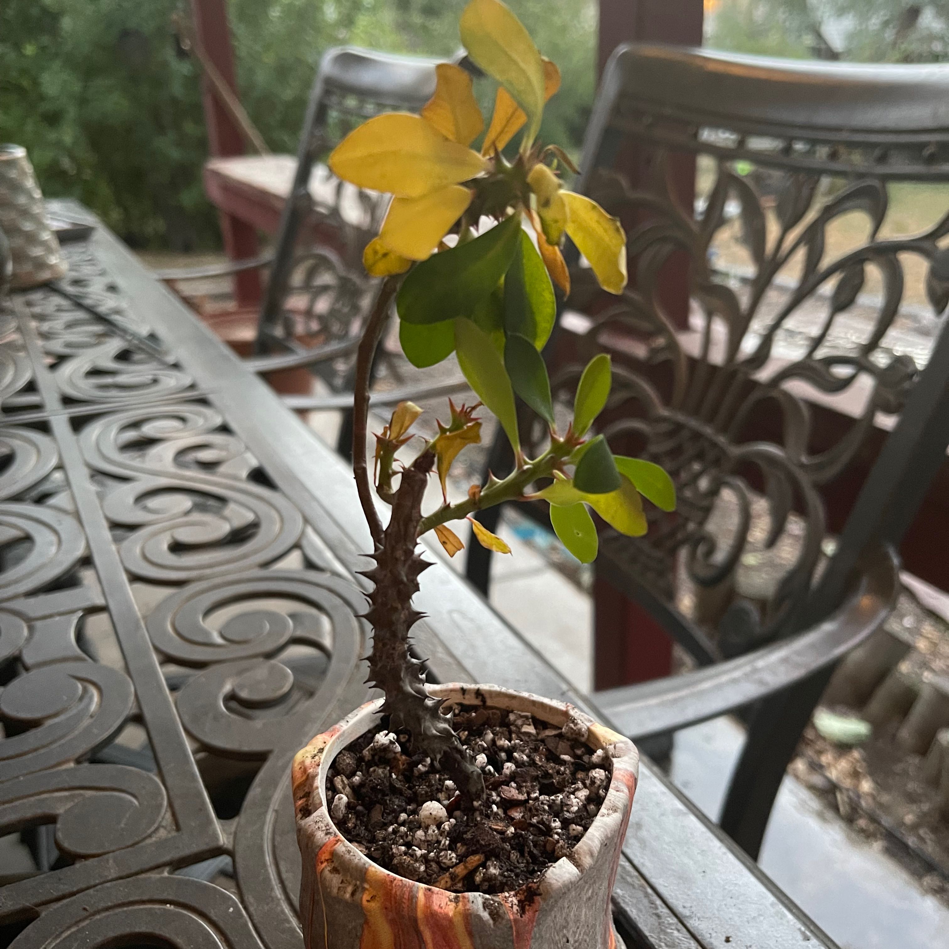 Photo of the plant species Euphorbia bulbispina by @riverzend named bauke on Greg, the plant care app