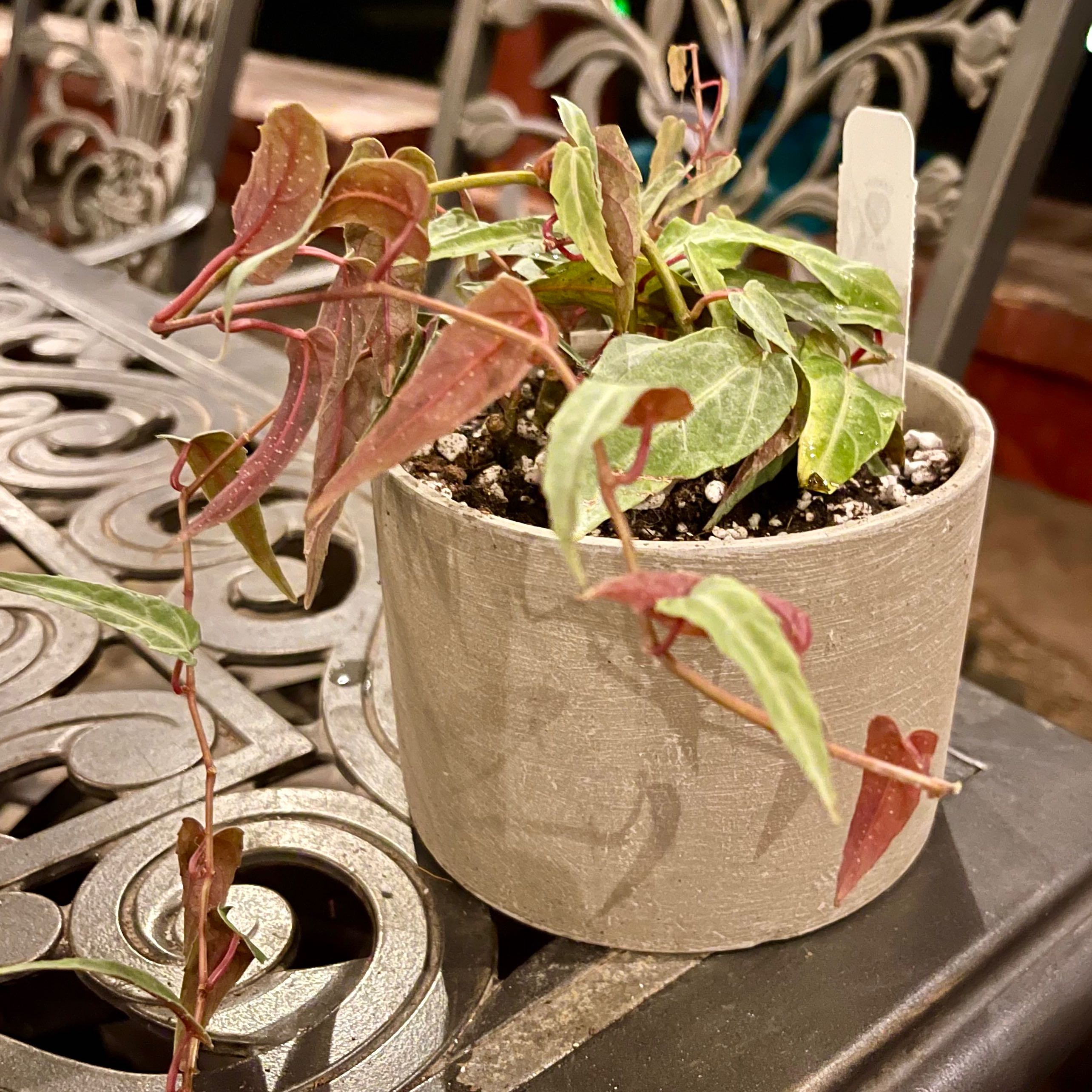 Photo of the plant species Jungle Vine by @riverzend named aman on Greg, the plant care app