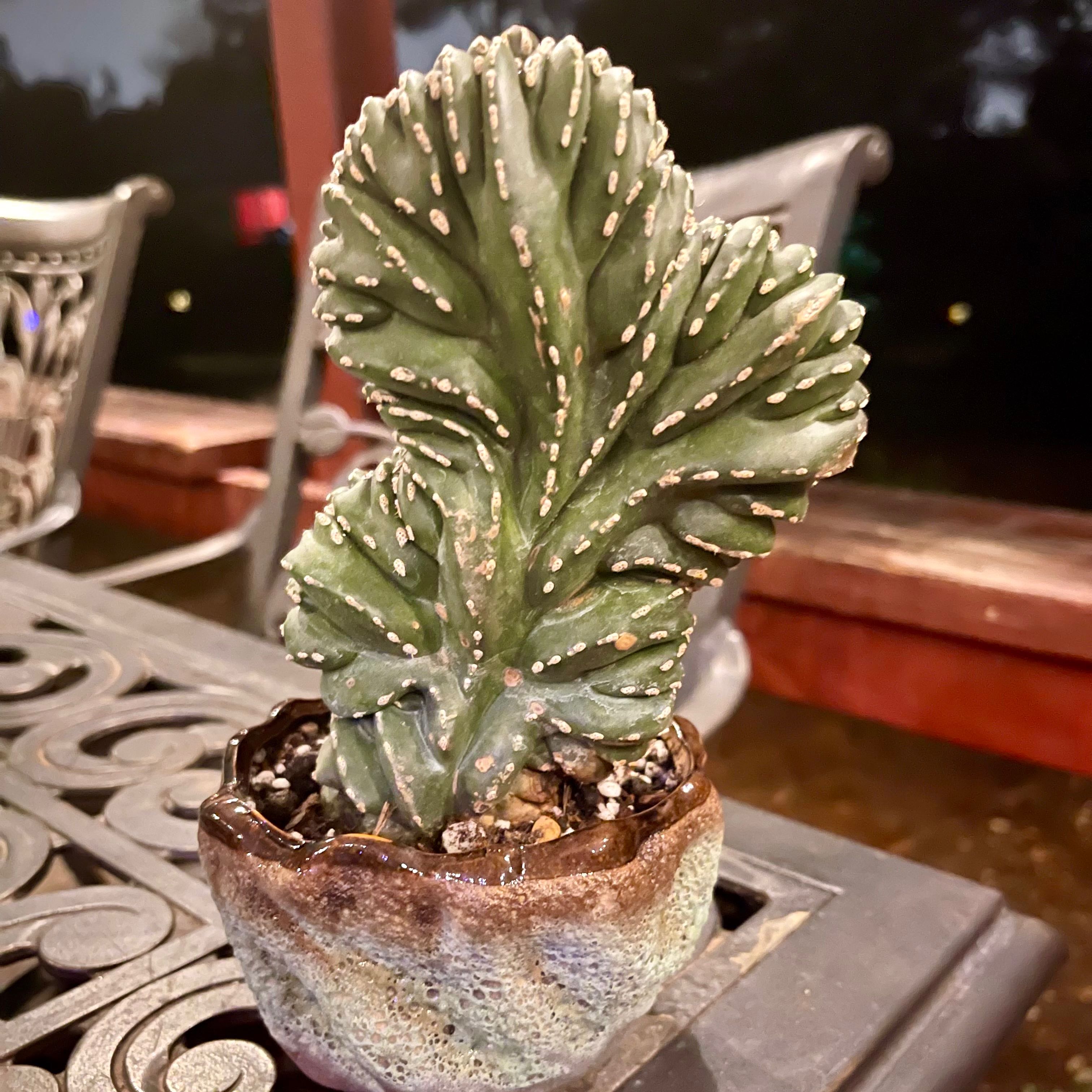 Photo of the plant species Crested Mexican Fence Post by @riverzend named gino on Greg, the plant care app