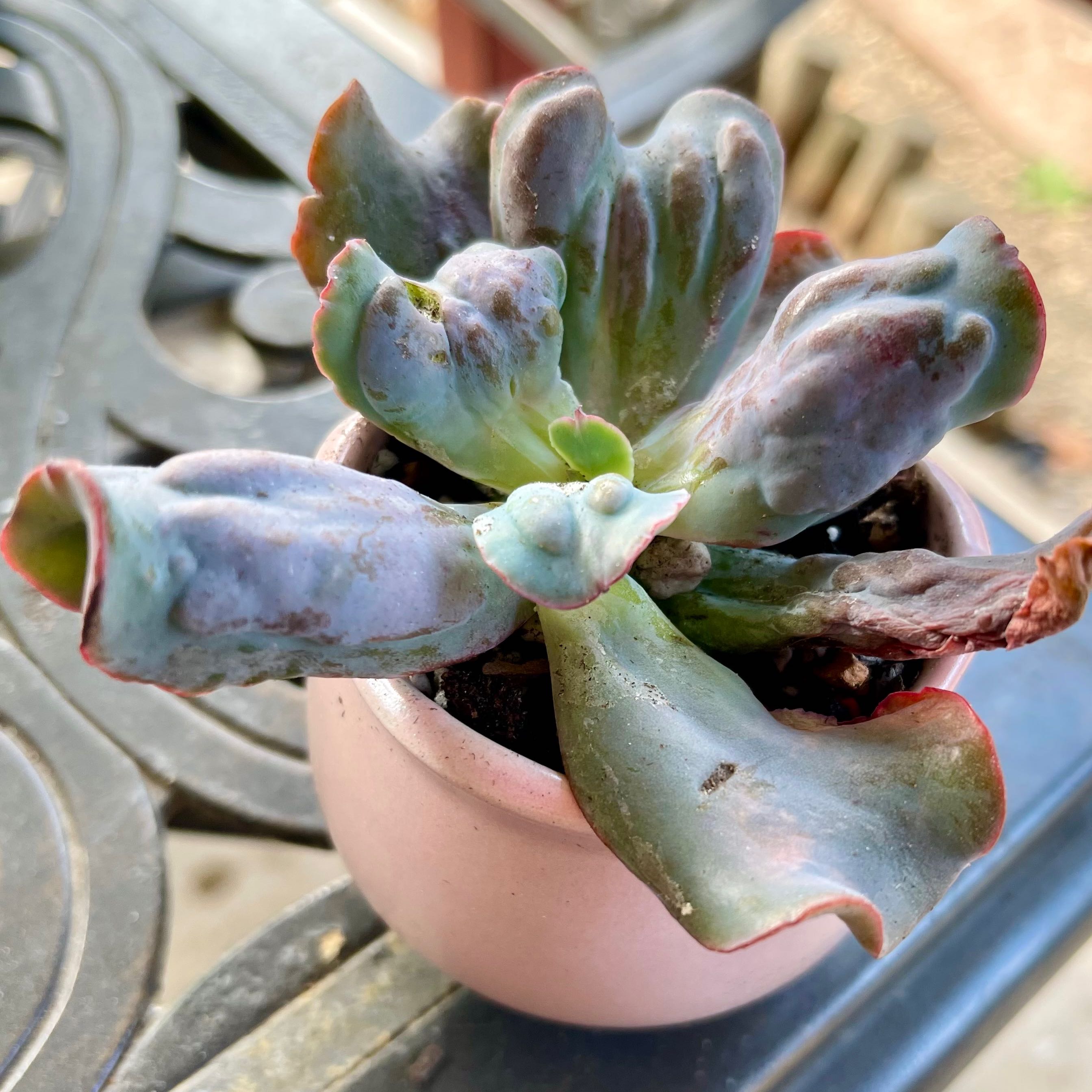 Photo of the plant species Culibra Echeveria by @riverzend named kolibri on Greg, the plant care app