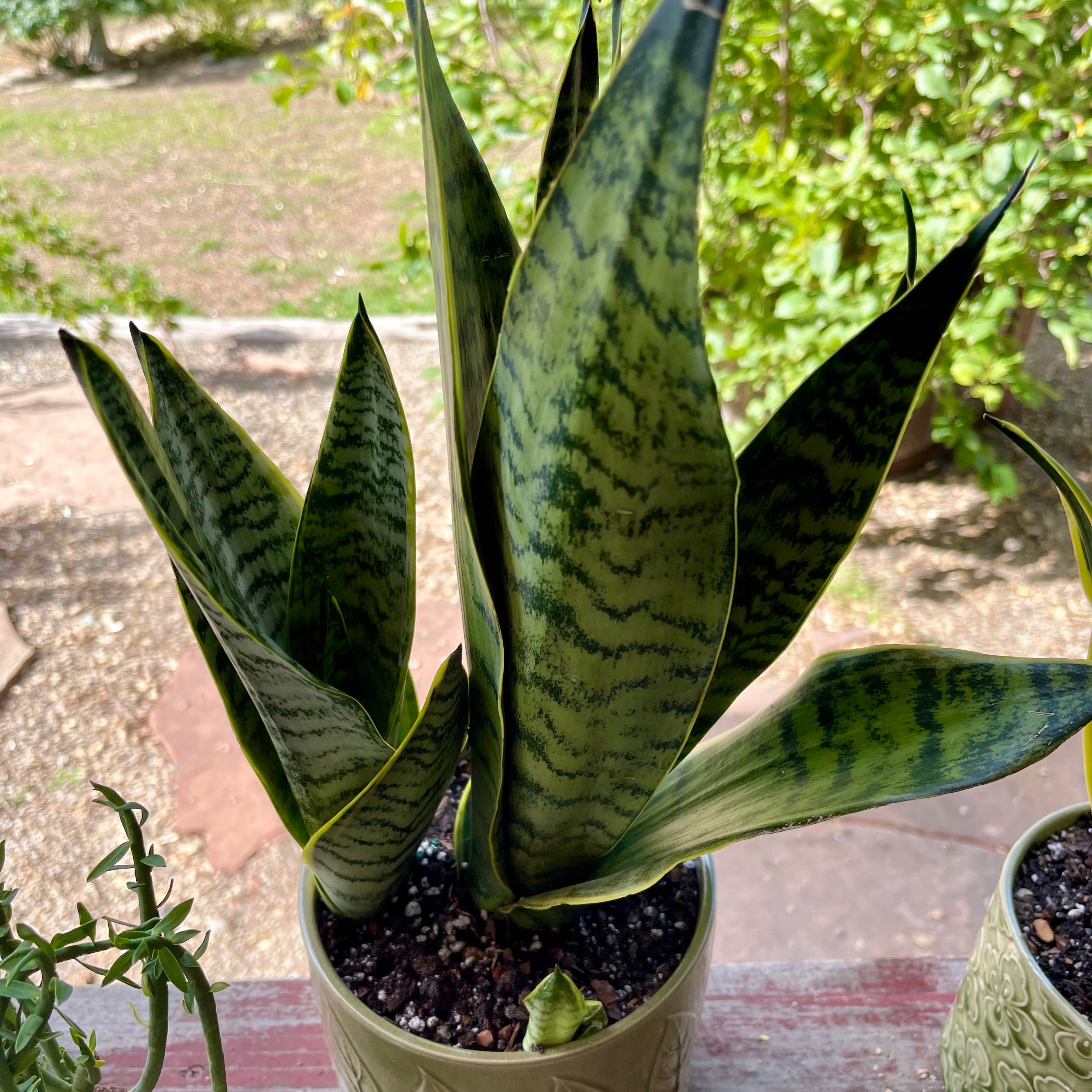 Photo of the plant species Golden Edge Snake Plant by @riverzend named brún on Greg, the plant care app
