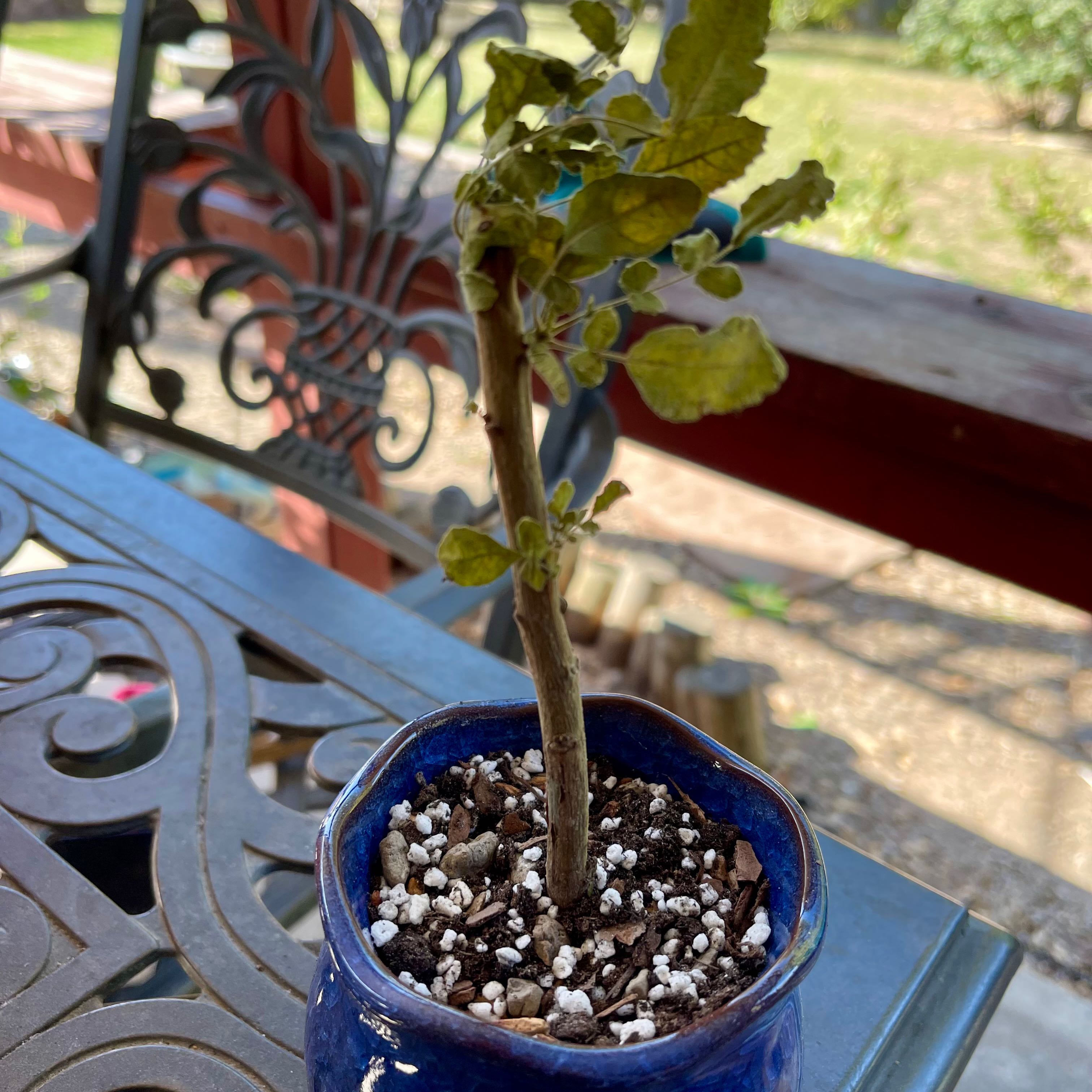 Photo of the plant species Boswellia sacra by @riverzend named reykelsi on Greg, the plant care app