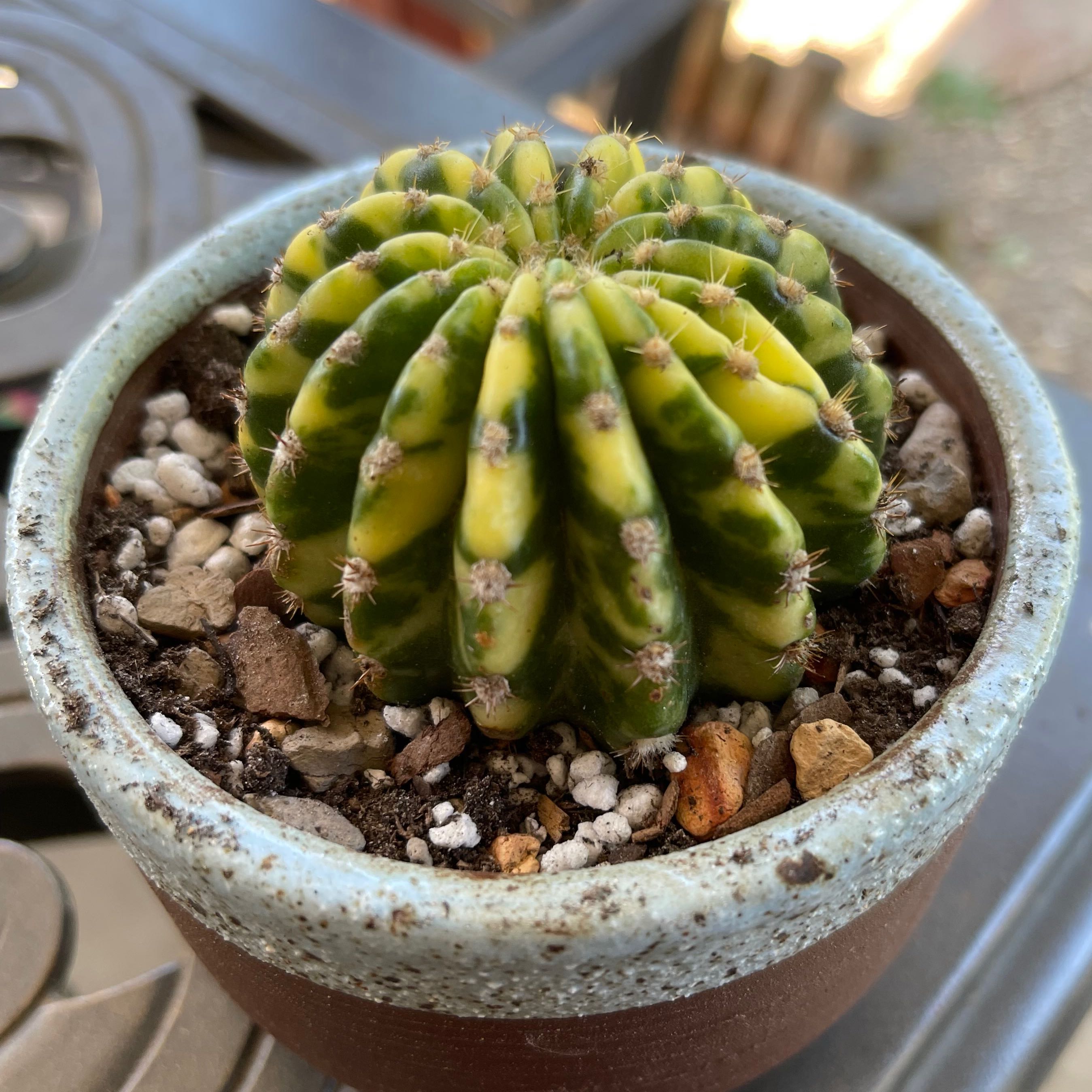 Photo of the plant species Variegated Domino Cactus by @riverzend named denver on Greg, the plant care app