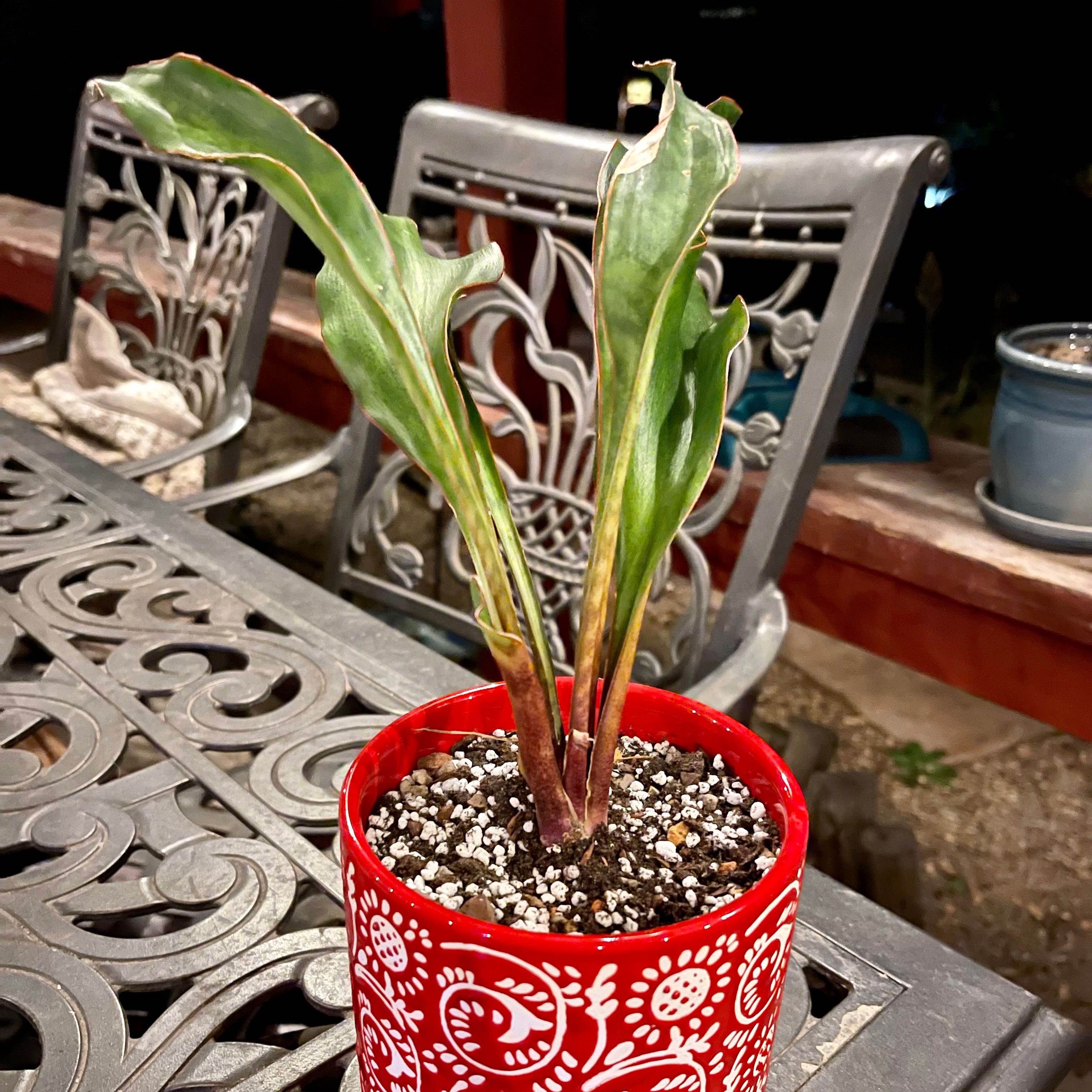 Photo of the plant species Orange Teaspoons Snake Plant by @riverzend named applesín on Greg, the plant care app