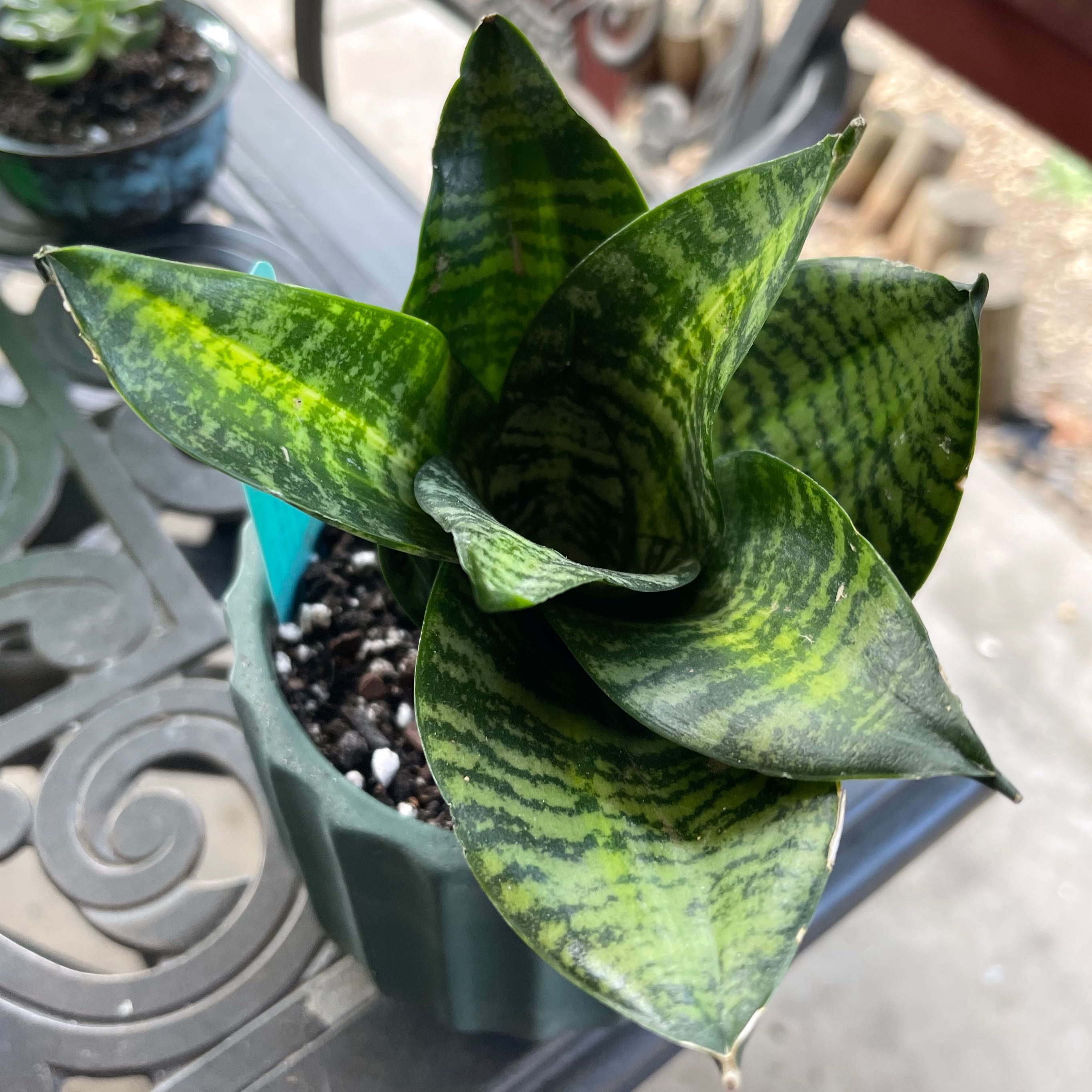 Photo of the plant species Tiger Star Snake Plant by @riverzend named tígrisdýr on Greg, the plant care app