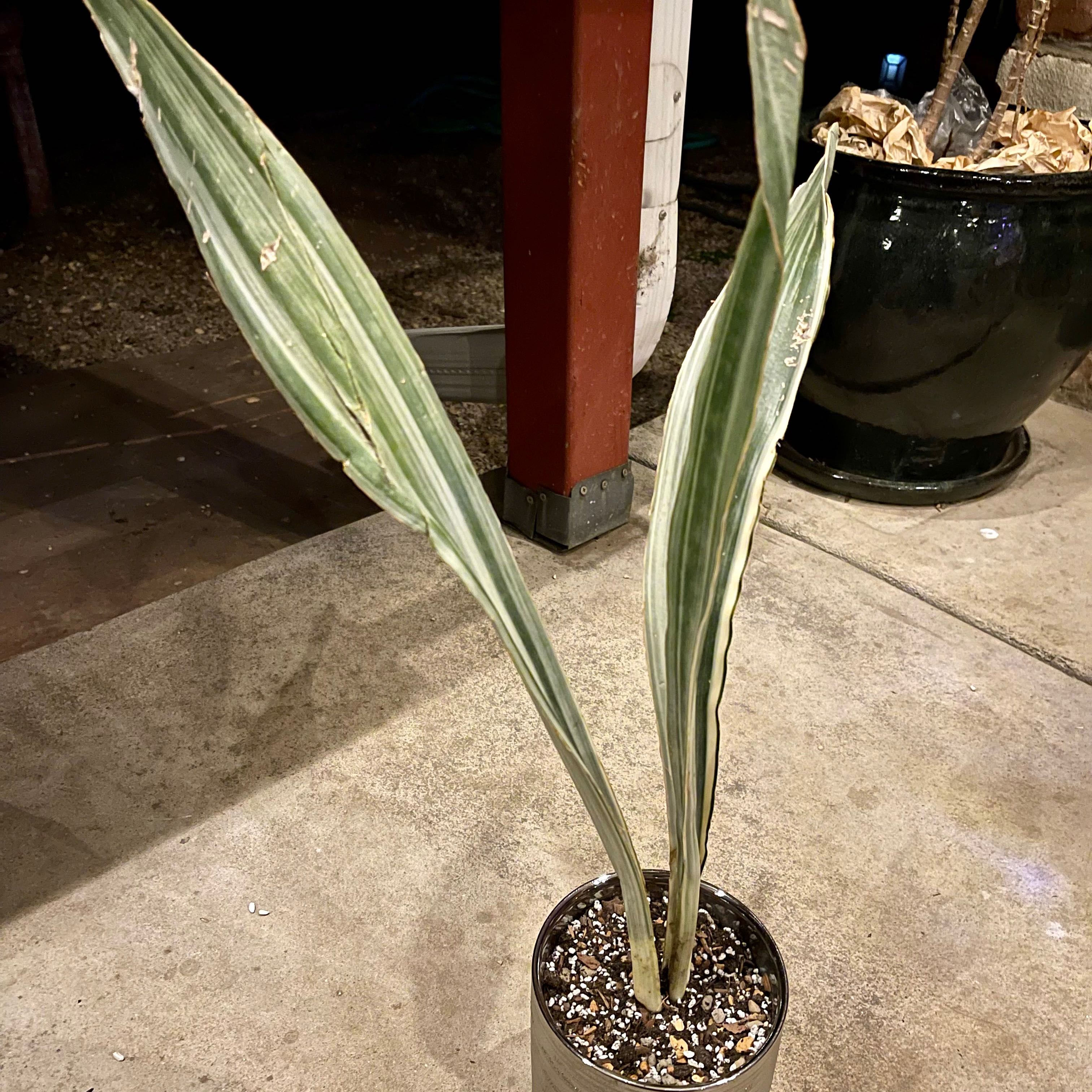 Photo of the plant species 'White Stripe Giant' Sansevieria by @riverzend named guinevere on Greg, the plant care app