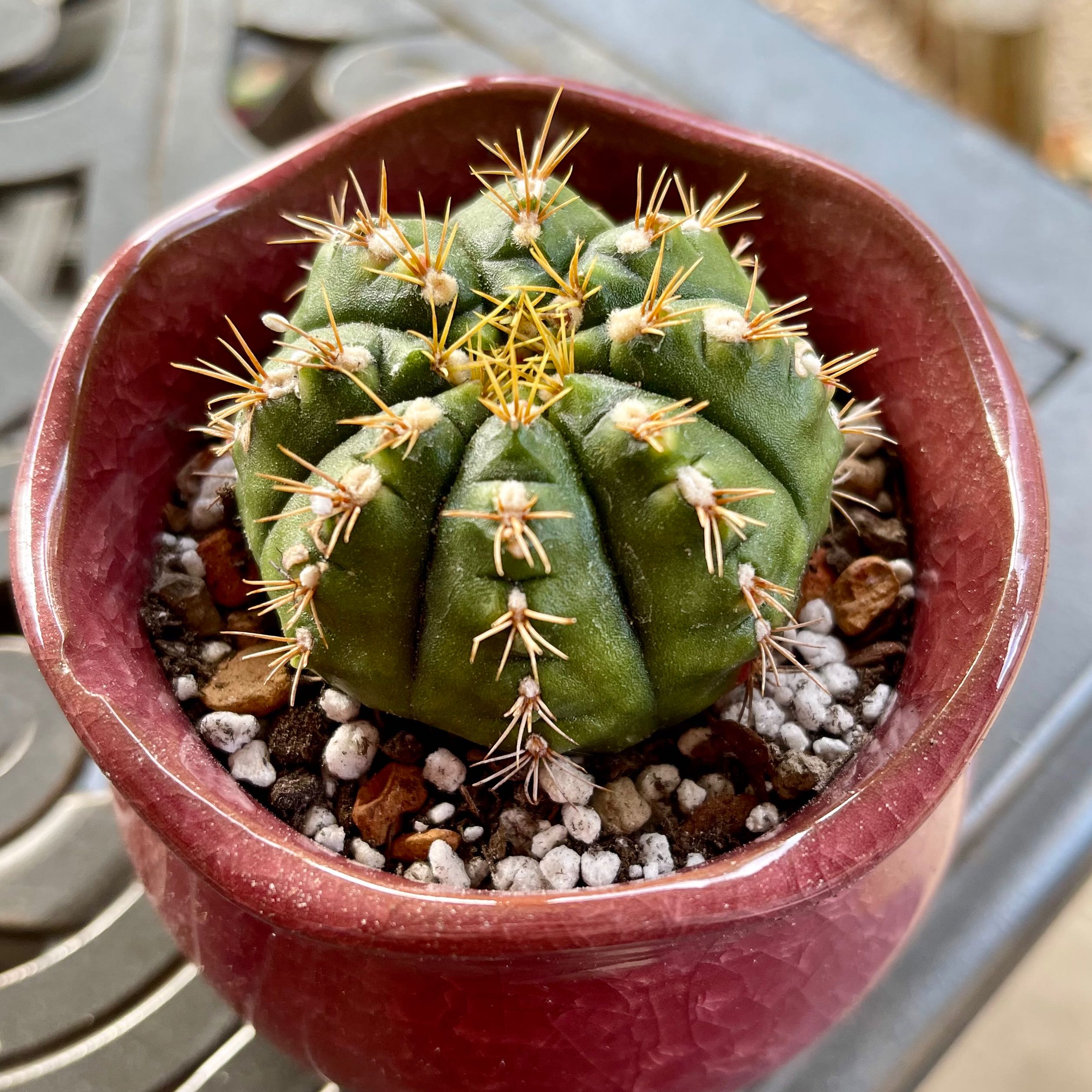 Photo of the plant species Purple Blush by @riverzend named ames on Greg, the plant care app