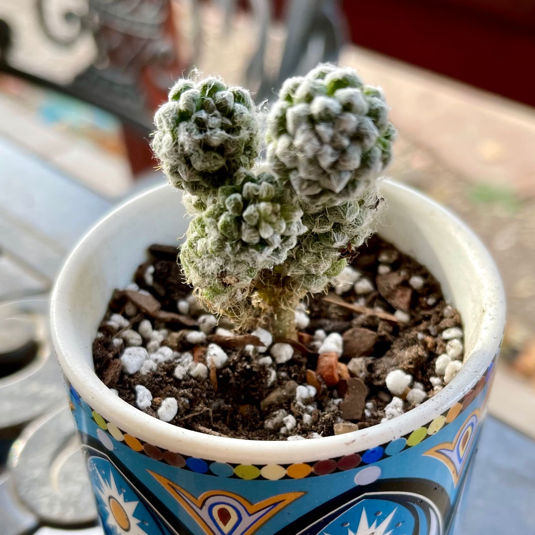 Photo of the plant species Thready Anacampseros by @riverzend named kanína on Greg, the plant care app