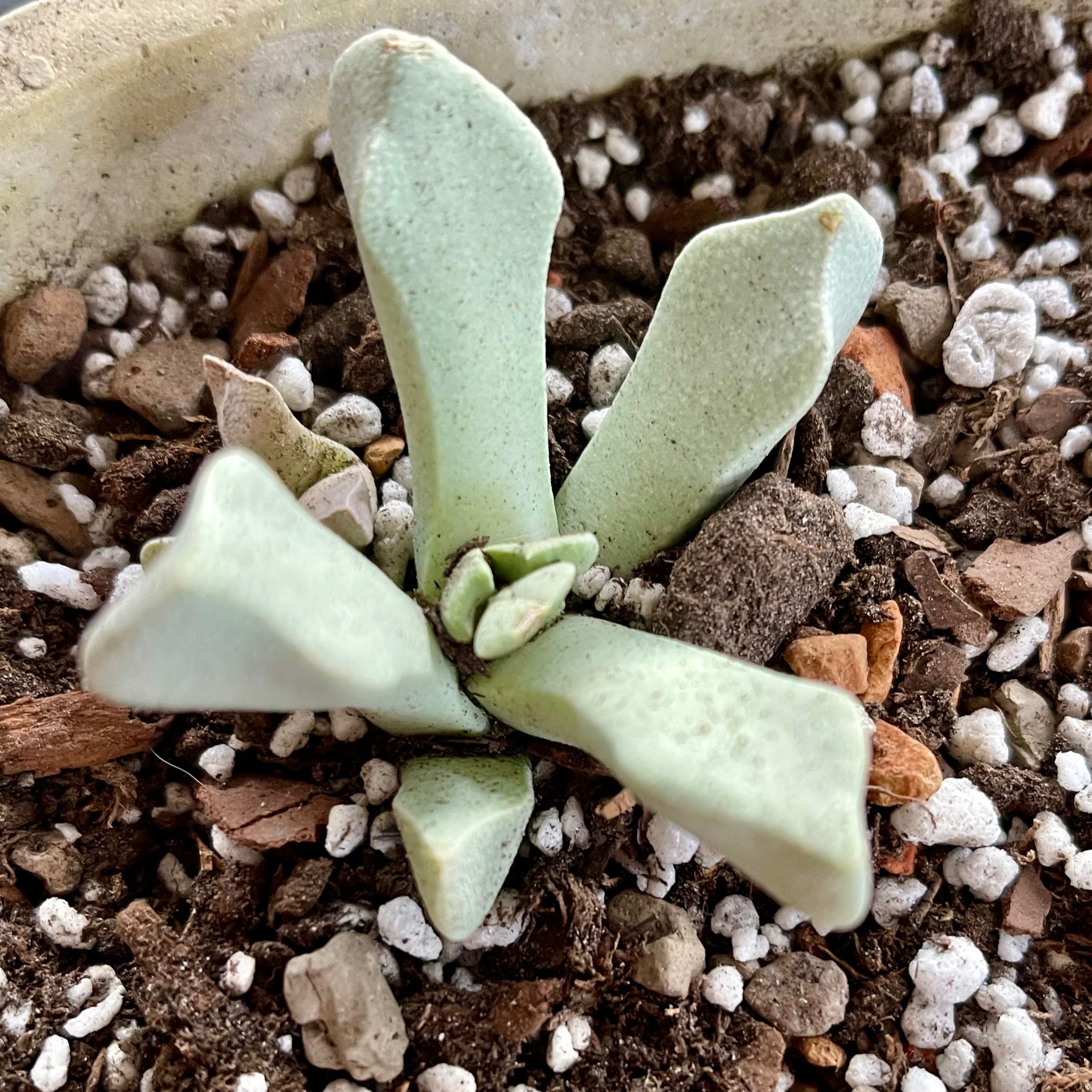 Plant care for Schwantesia on Greg, the plant care app