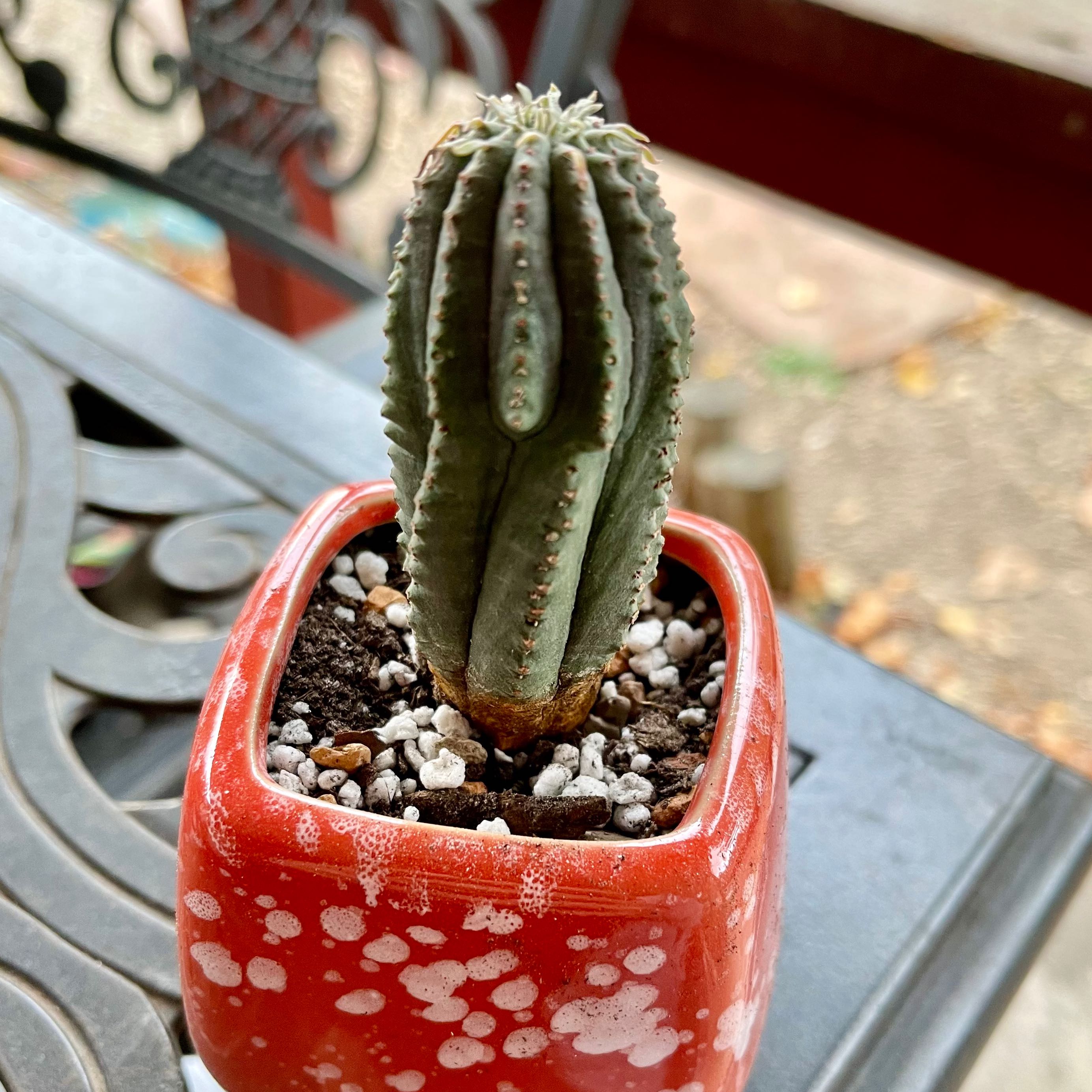 Photo of the plant species Euphorbia Infausta by @riverzend named goethe on Greg, the plant care app
