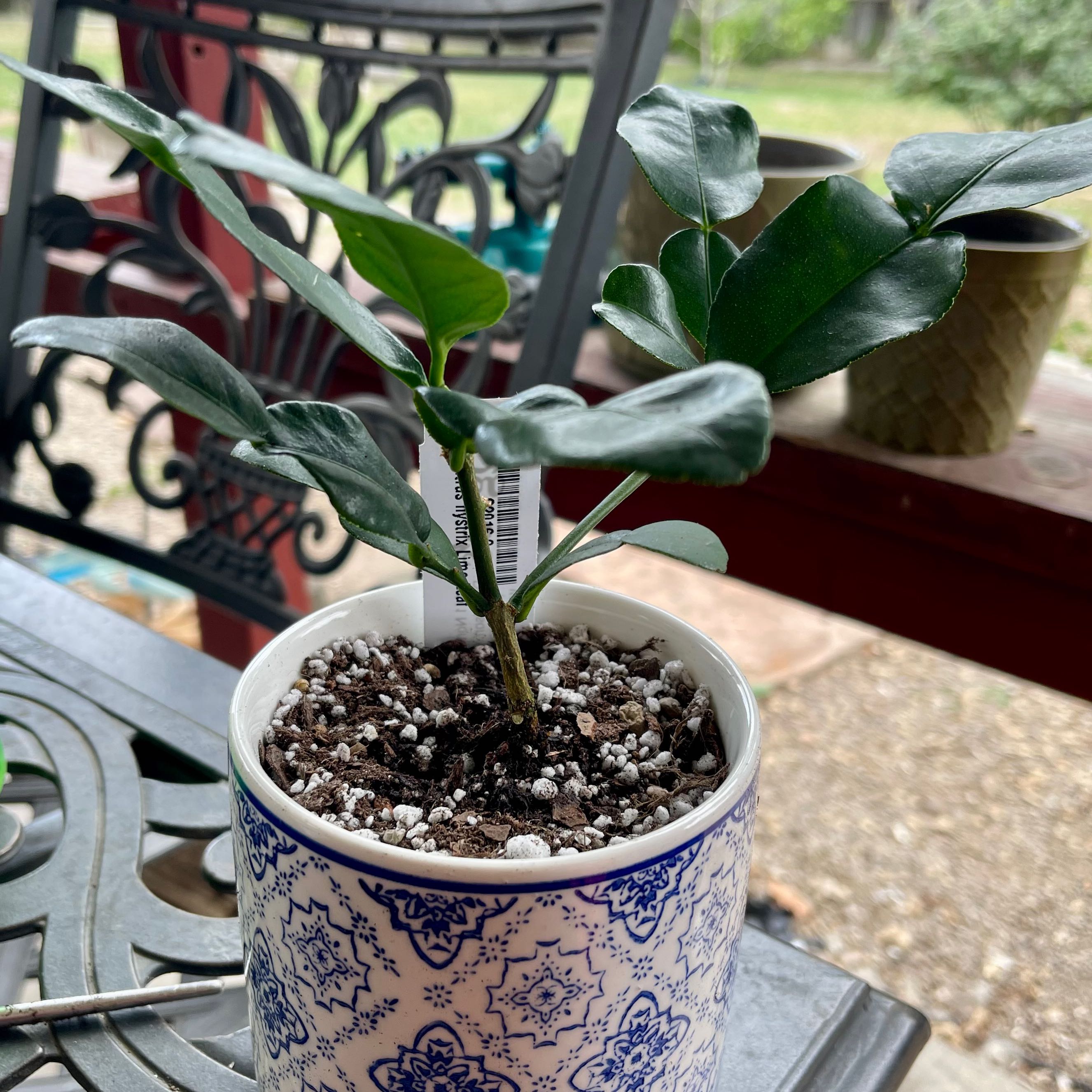 Makrut Lime plant in a decorative pot with visible soil and healthy green leaves.
