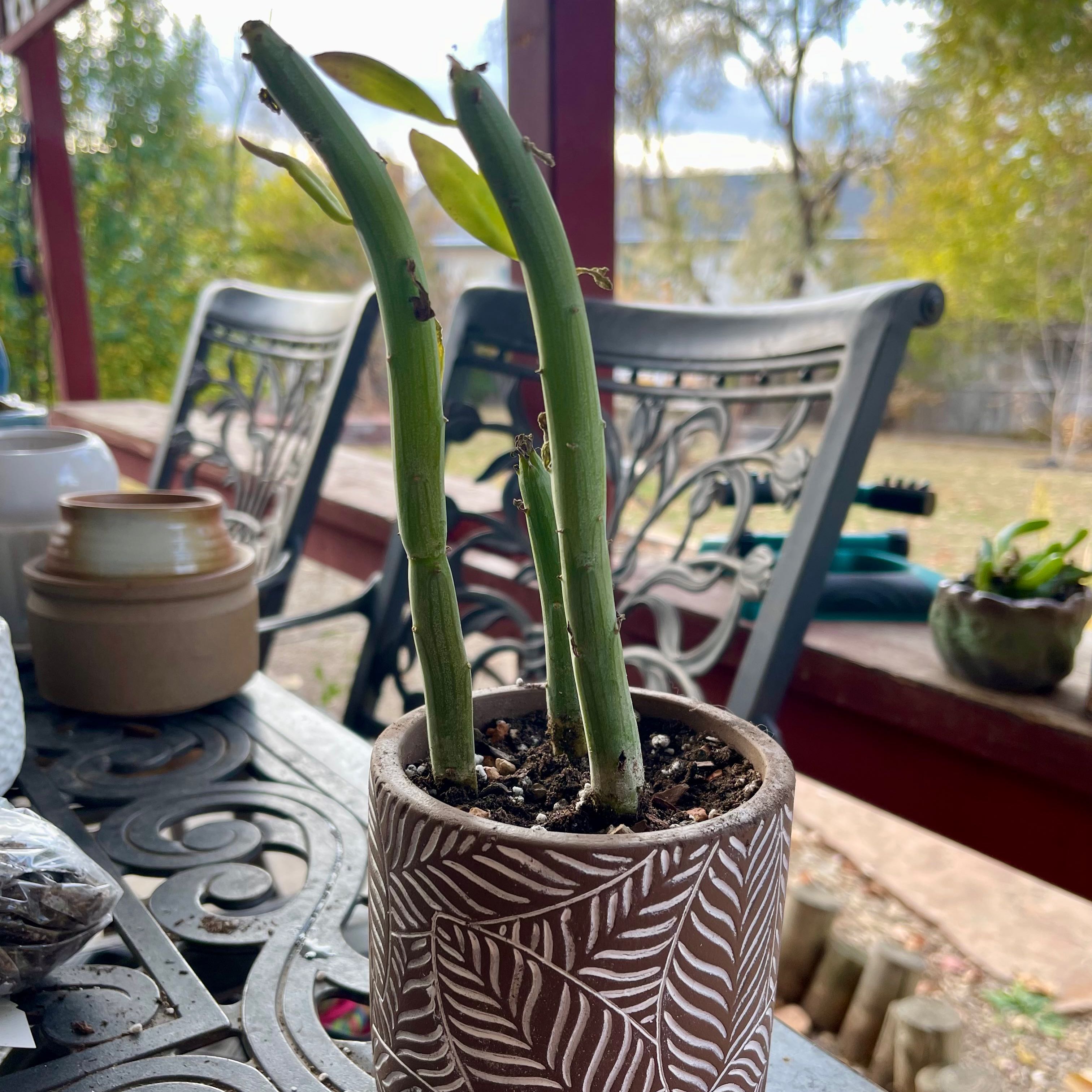 Photo of the plant species Swizzle Sticks by @riverzend named stafur on Greg, the plant care app