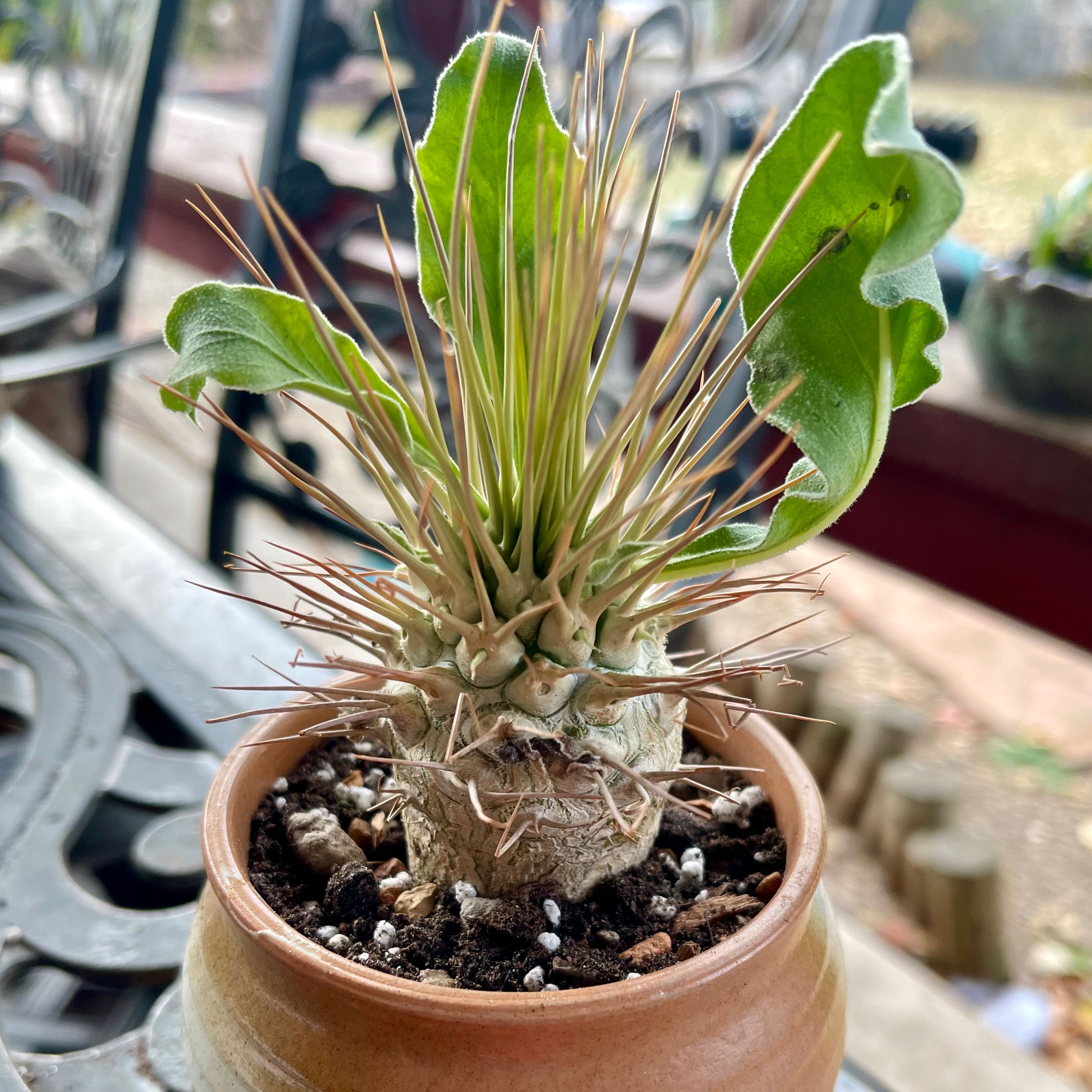 Photo of the plant species Pachypodium namaquanum by @riverzend named helming on Greg, the plant care app