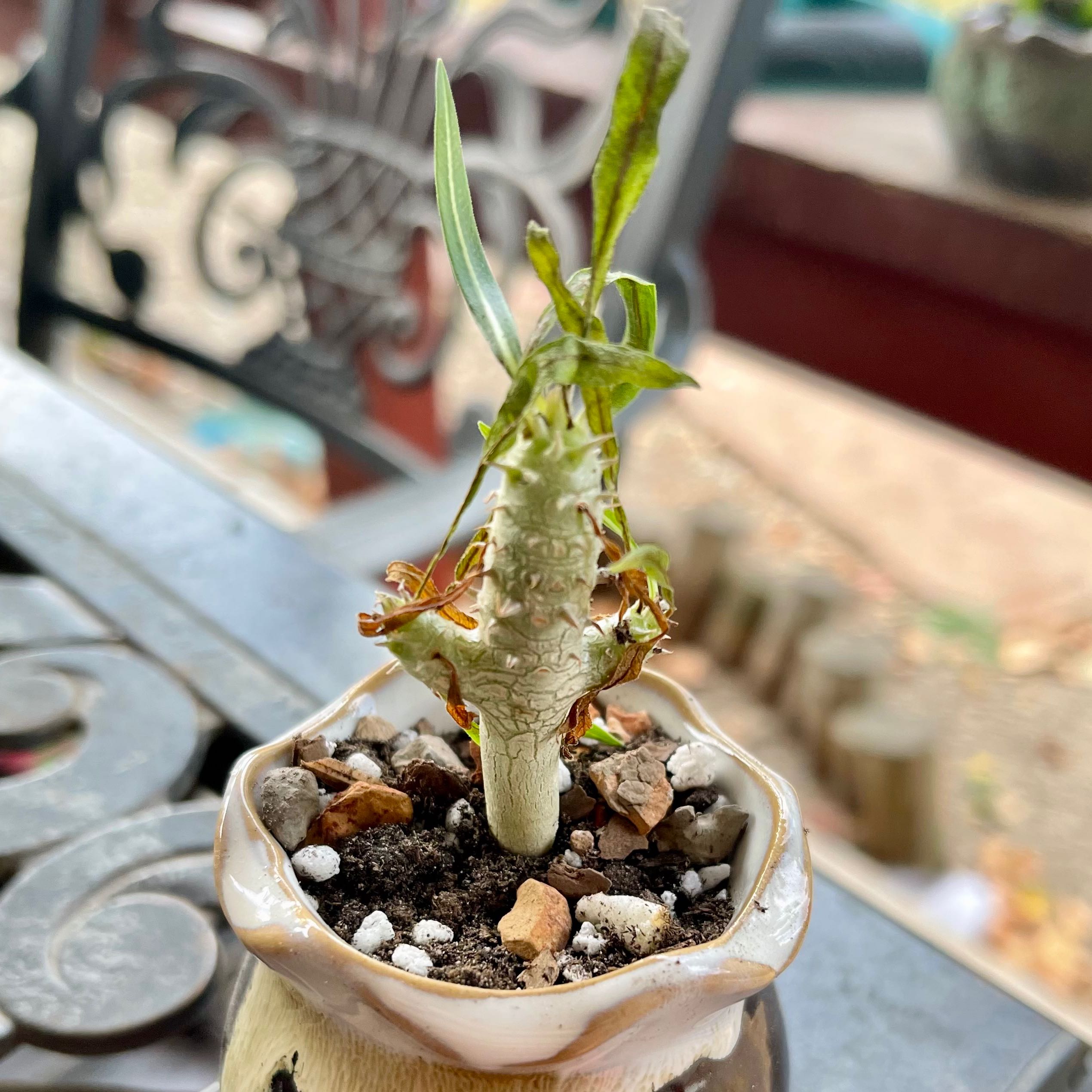 Photo of the plant species Sausage Tree by @riverzend named pylsa on Greg, the plant care app