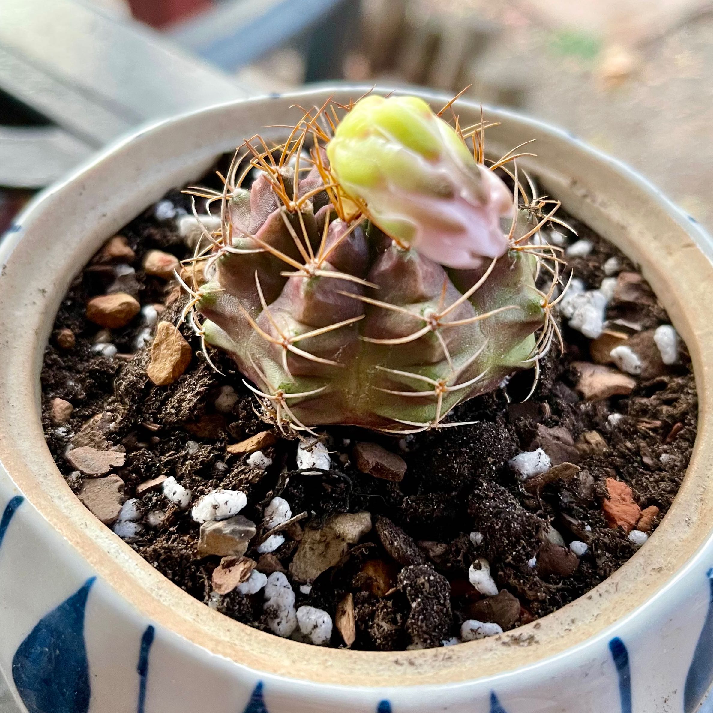 Photo of the plant species Gymnocalycium Damsii var. Tucavocense by @riverzend named vox on Greg, the plant care app