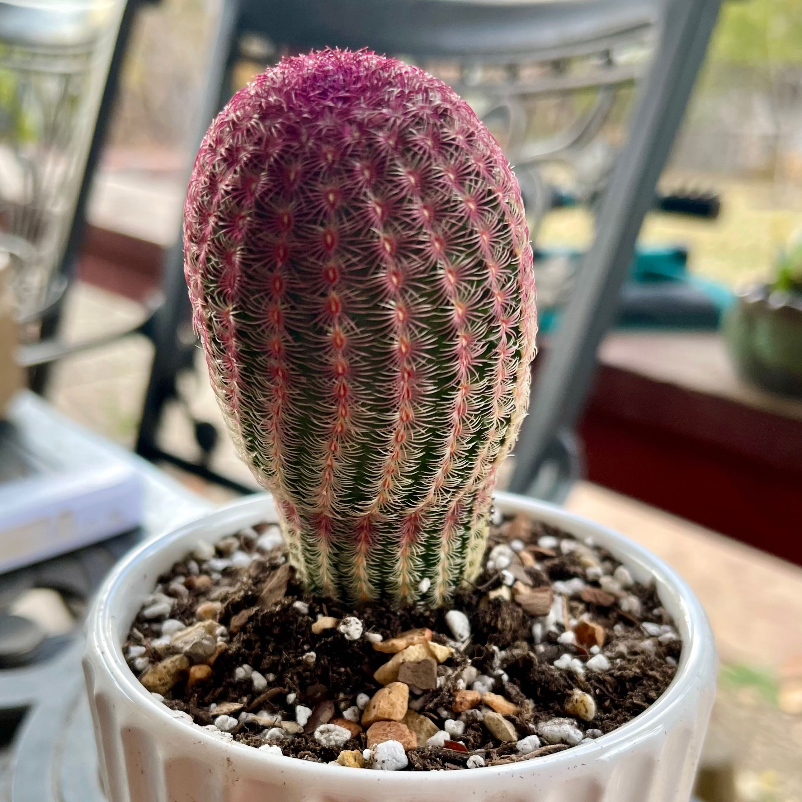 Photo of the plant species Rainbow Cactus by @riverzend named regnboga on Greg, the plant care app