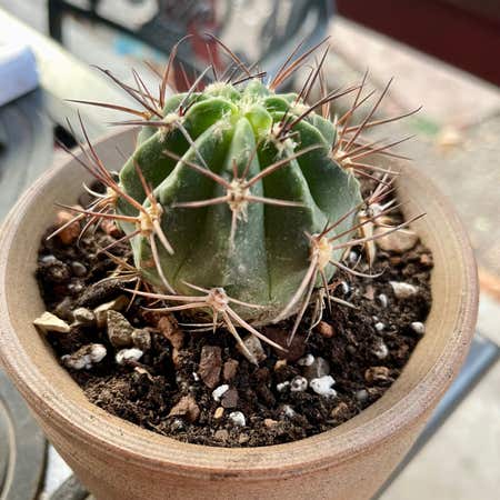 Photo of the plant species Acanthocalycium Hoevenii by @riverzend named lucky on Greg, the plant care app