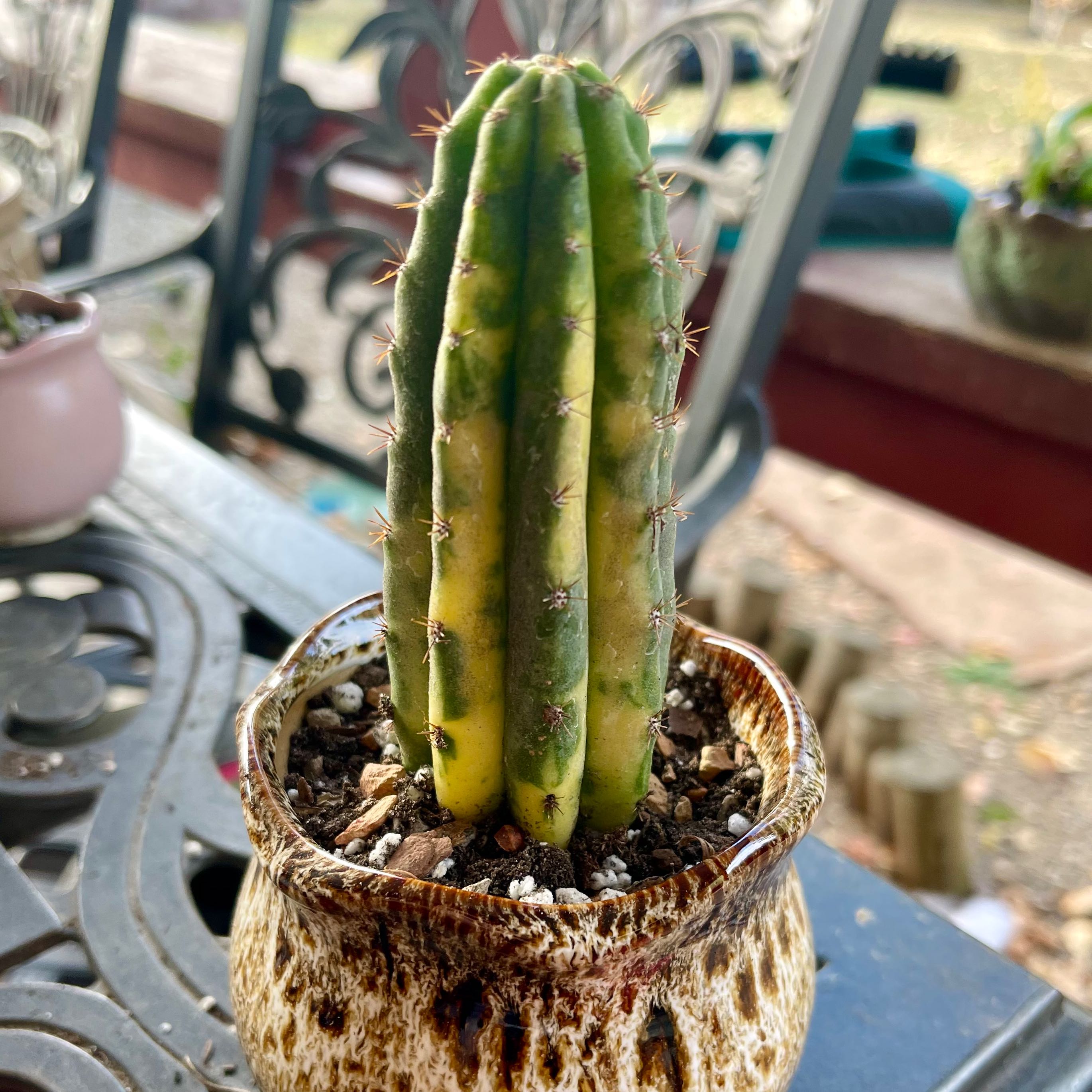 Photo of the plant species Variegated San Pedro Cactus by @riverzend named checho on Greg, the plant care app