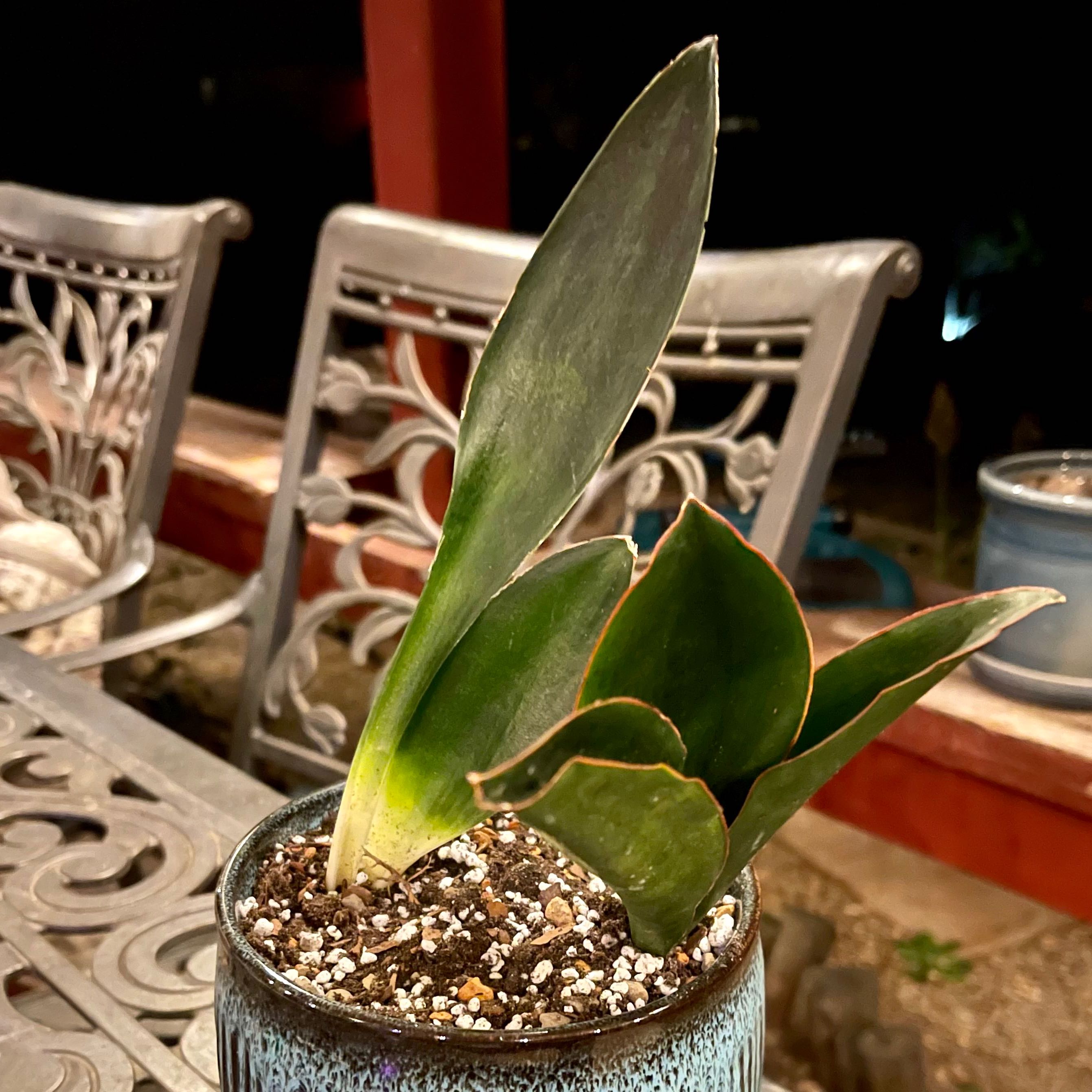 Photo of the plant species Sansevieria sp. Rosea Grandis x Sudwalla Caves by @riverzend named hellar on Greg, the plant care app