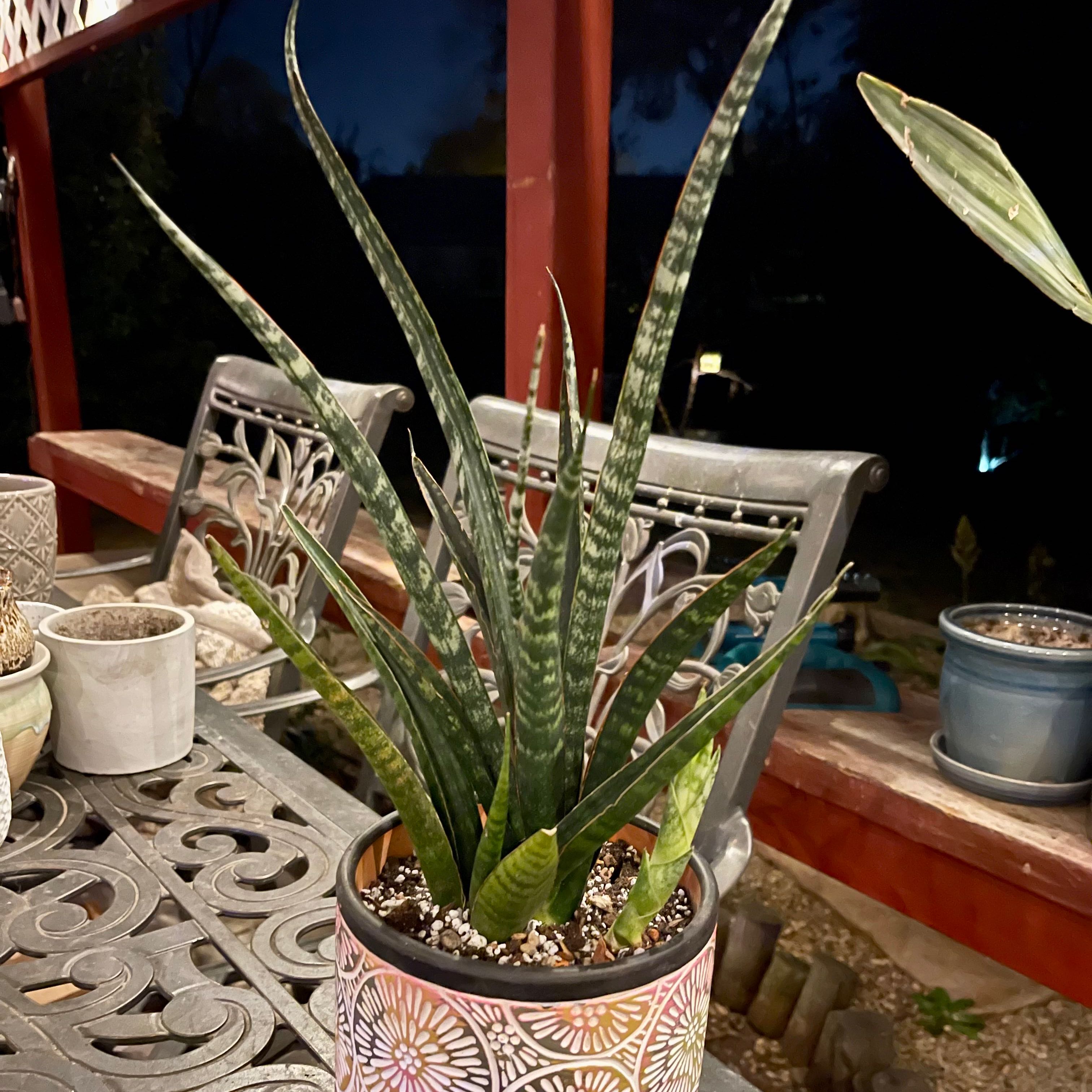 Photo of the plant species Sansevieria Crocodile by @riverzend named gharial on Greg, the plant care app
