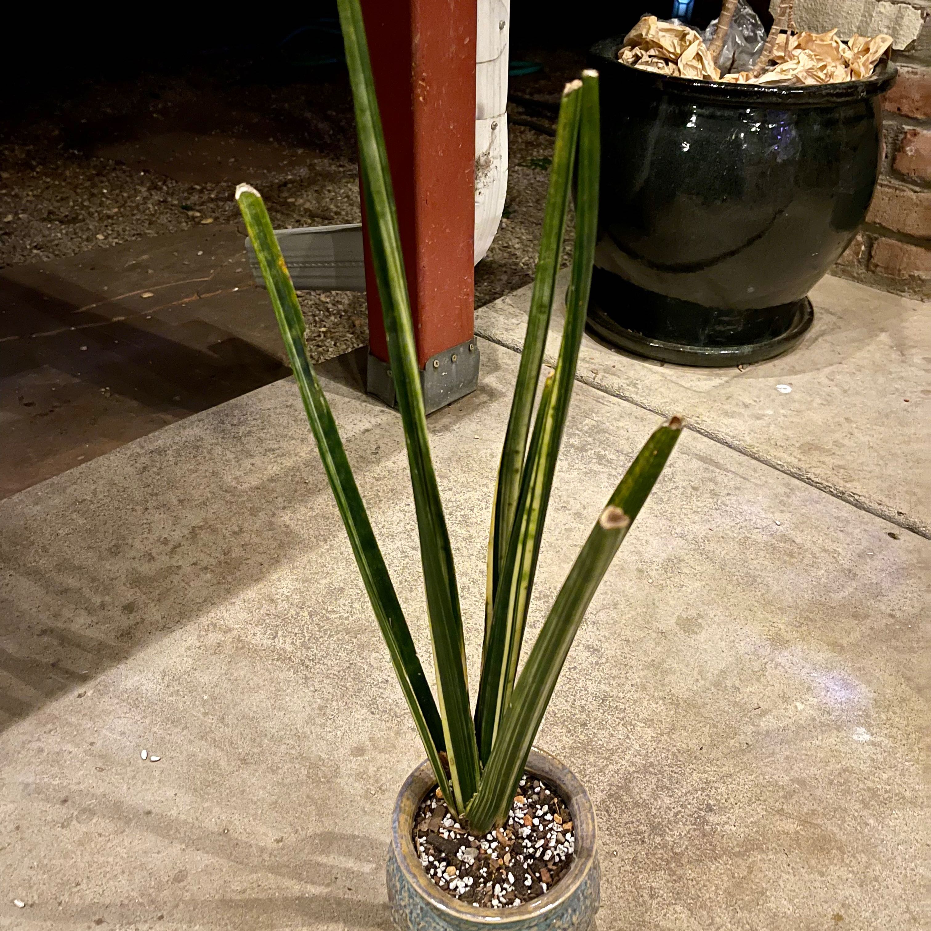 Photo of the plant species Sansevieria 'Golden Silk' Variegated by @riverzend named silki on Greg, the plant care app