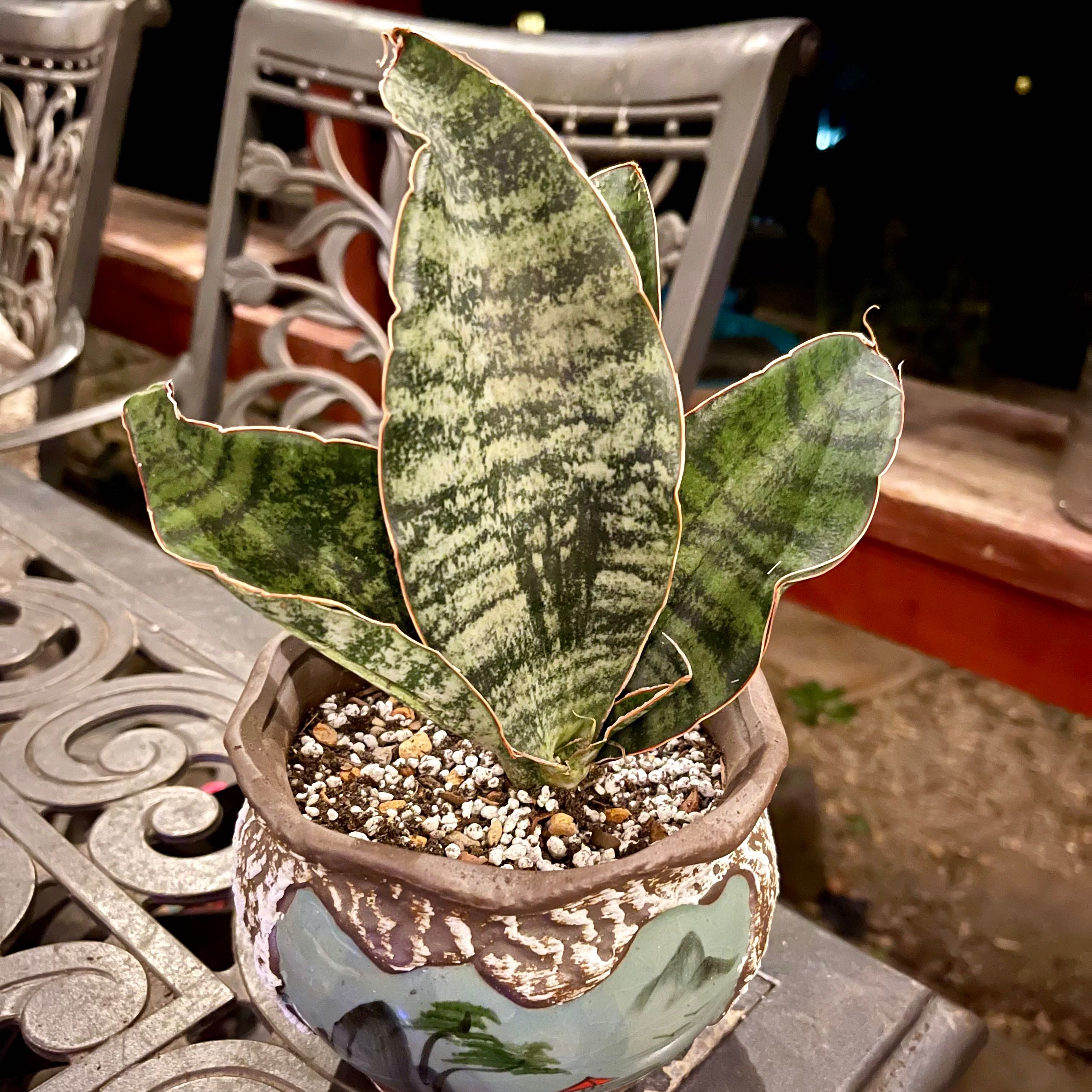 Photo of the plant species White Pearl Sansevieria by @riverzend named perla on Greg, the plant care app