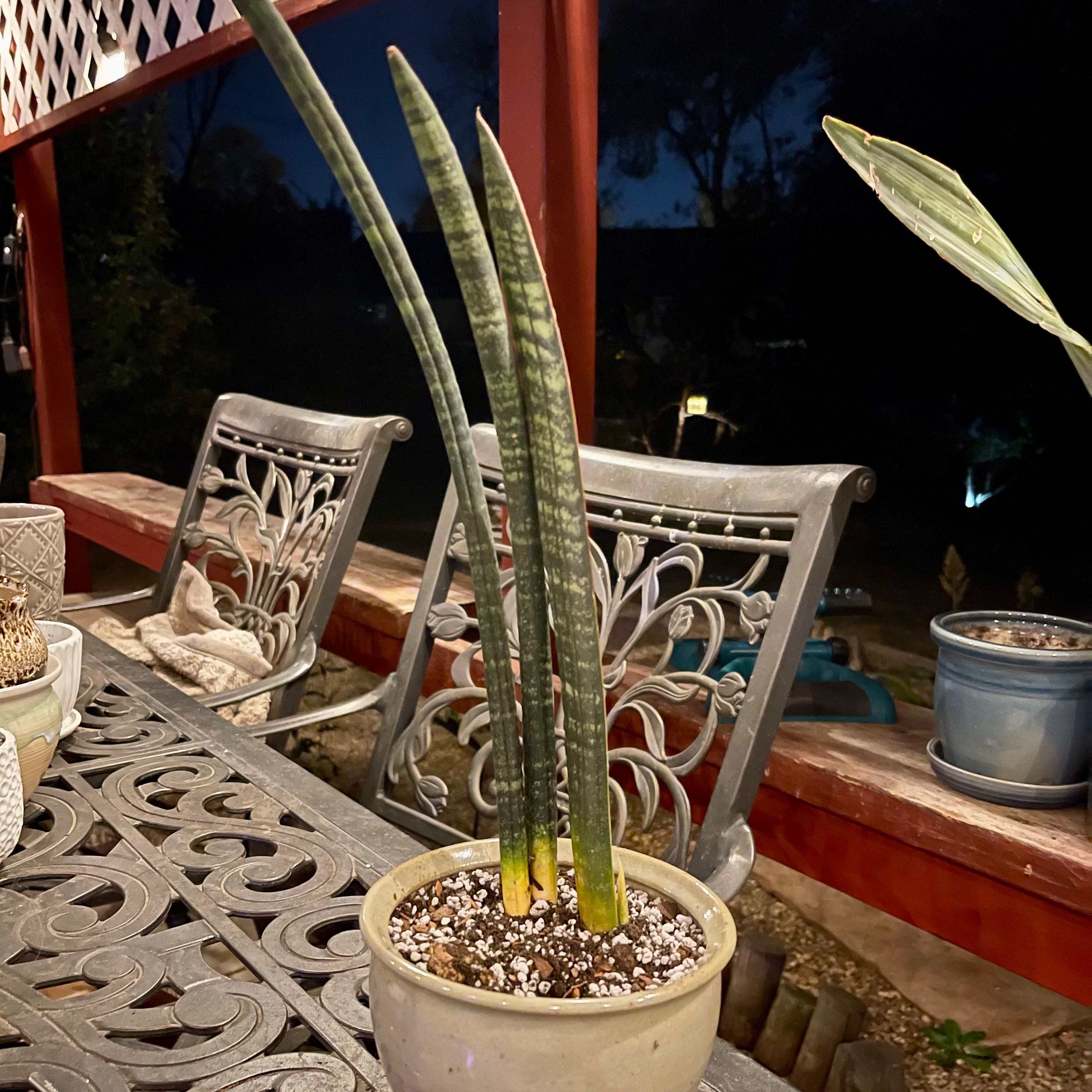 Photo of the plant species Sansevieria Fischeri by @riverzend named fiskur on Greg, the plant care app