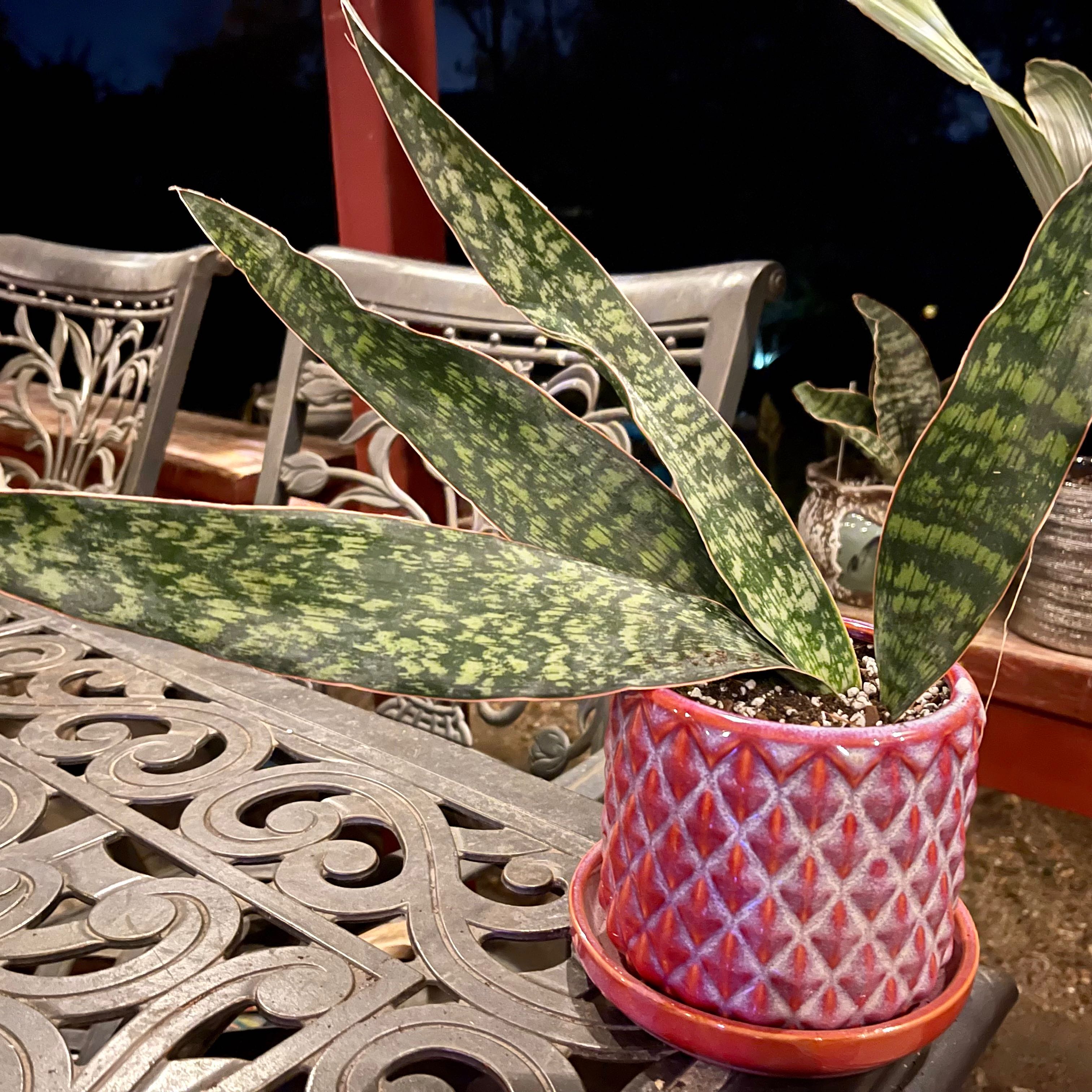 Photo of the plant species Sansevieria Nitida by @riverzend named tilda on Greg, the plant care app