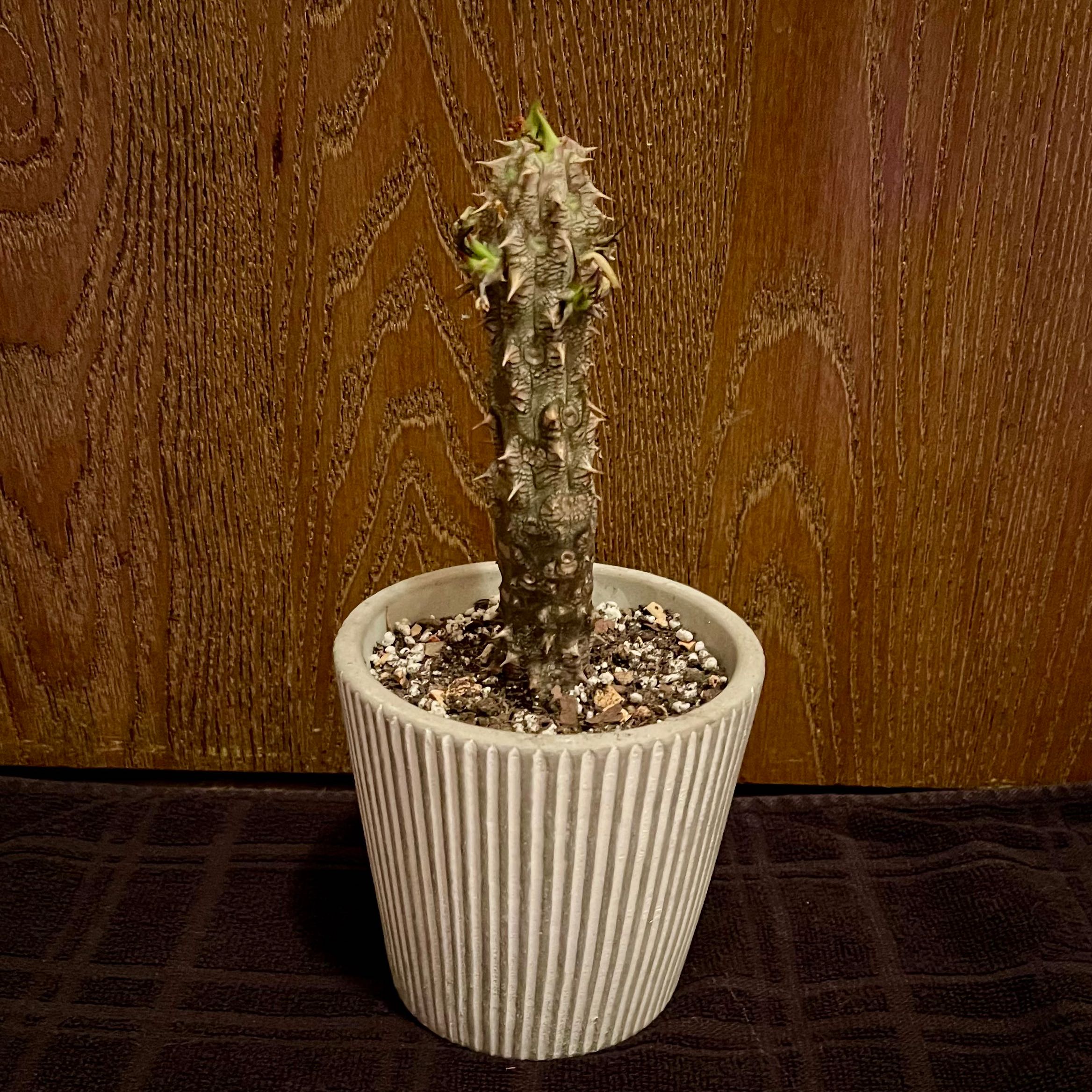 Photo of the plant species Euphorbia Horombensis by @riverzend named ben on Greg, the plant care app