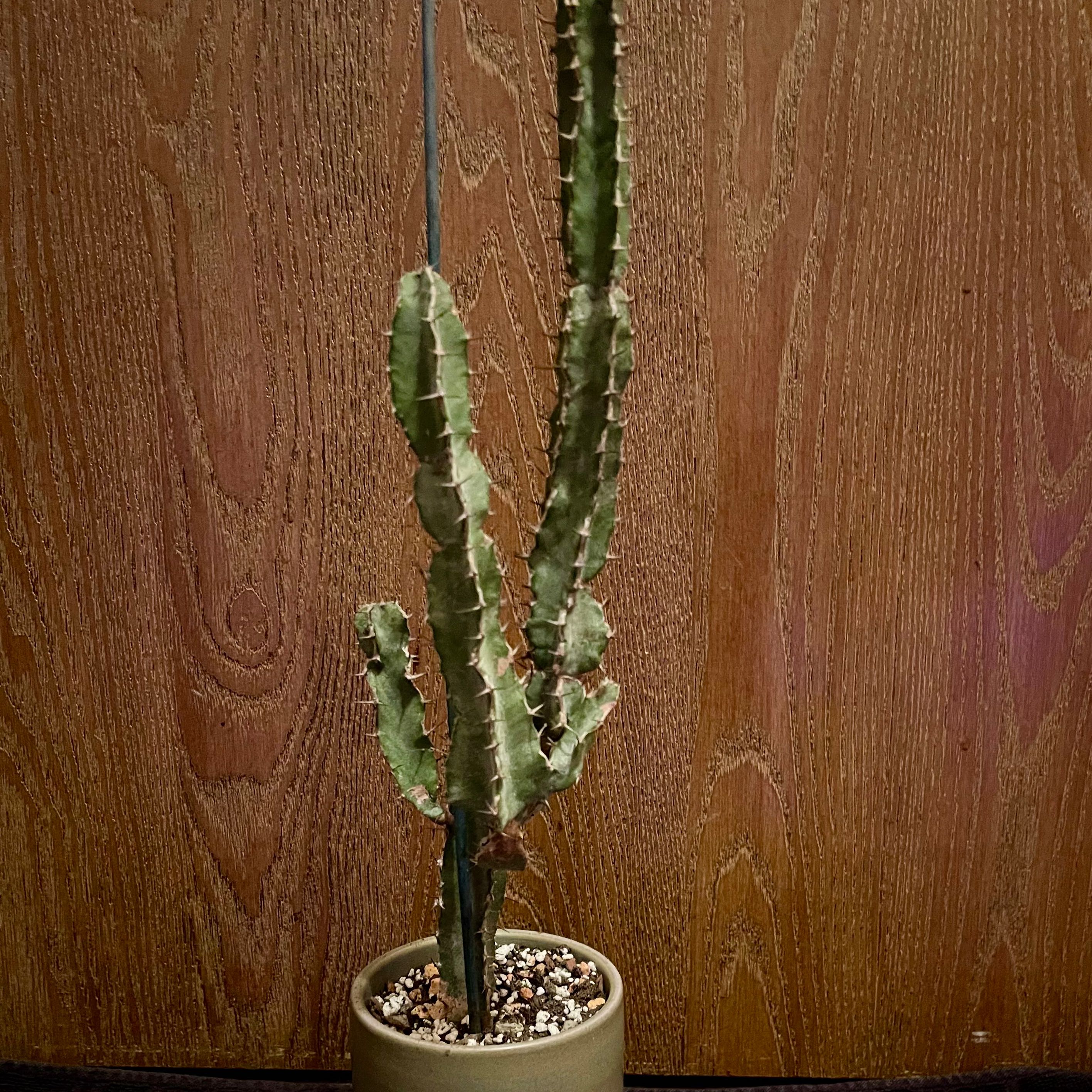 Photo of the plant species Euphorbia Keithii by @riverzend named haring on Greg, the plant care app