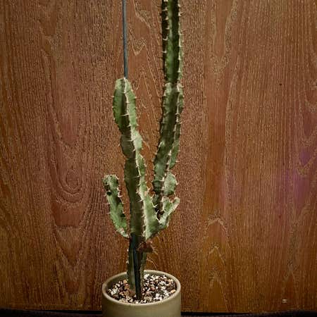 Photo of the plant species Euphorbia Keithii by @riverzend named haring on Greg, the plant care app