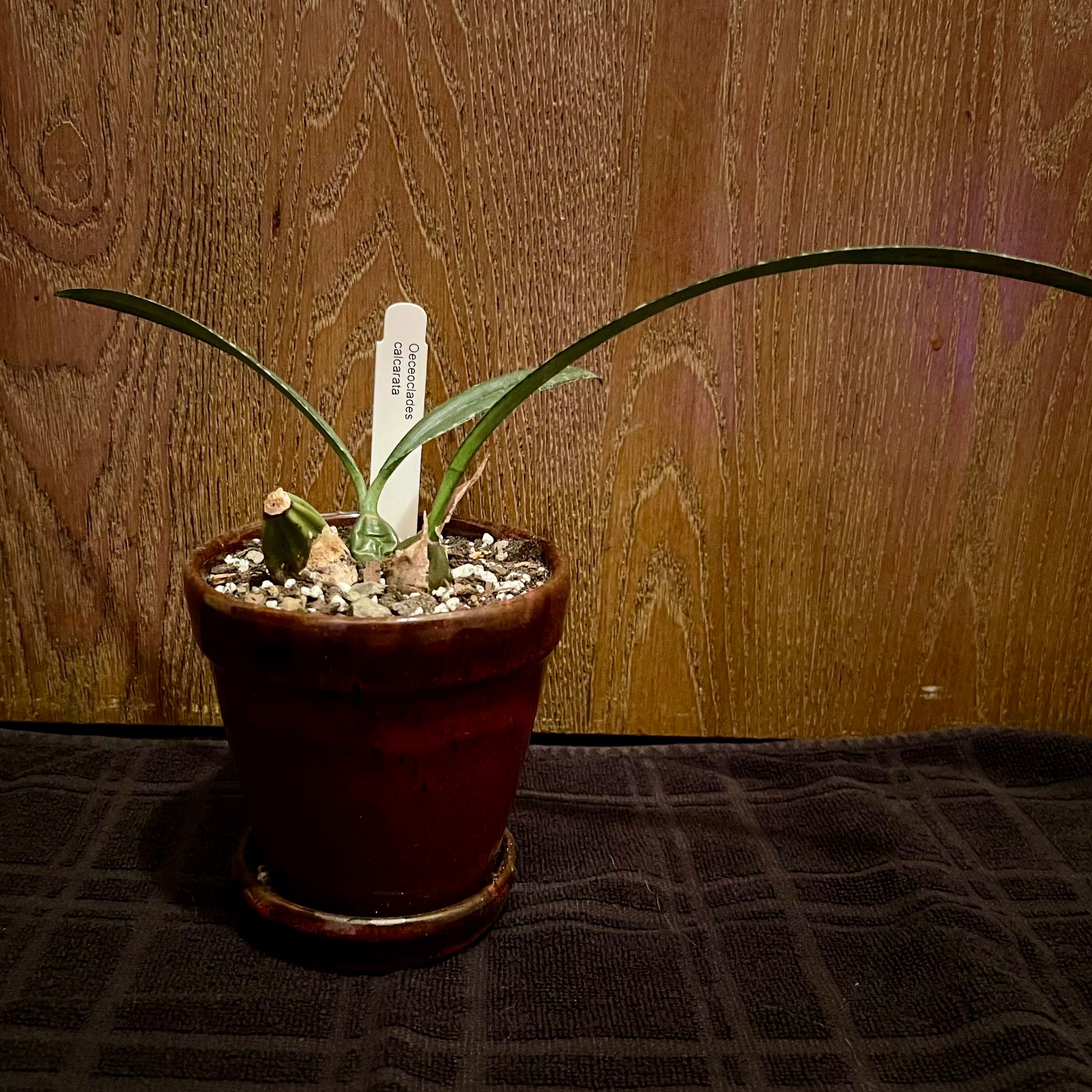 Photo of the plant species Spurred Desert Orchid by @riverzend named hvatti til on Greg, the plant care app