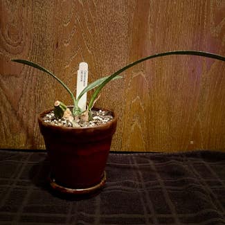 Spurred Desert Orchid plant in Aurora, Colorado