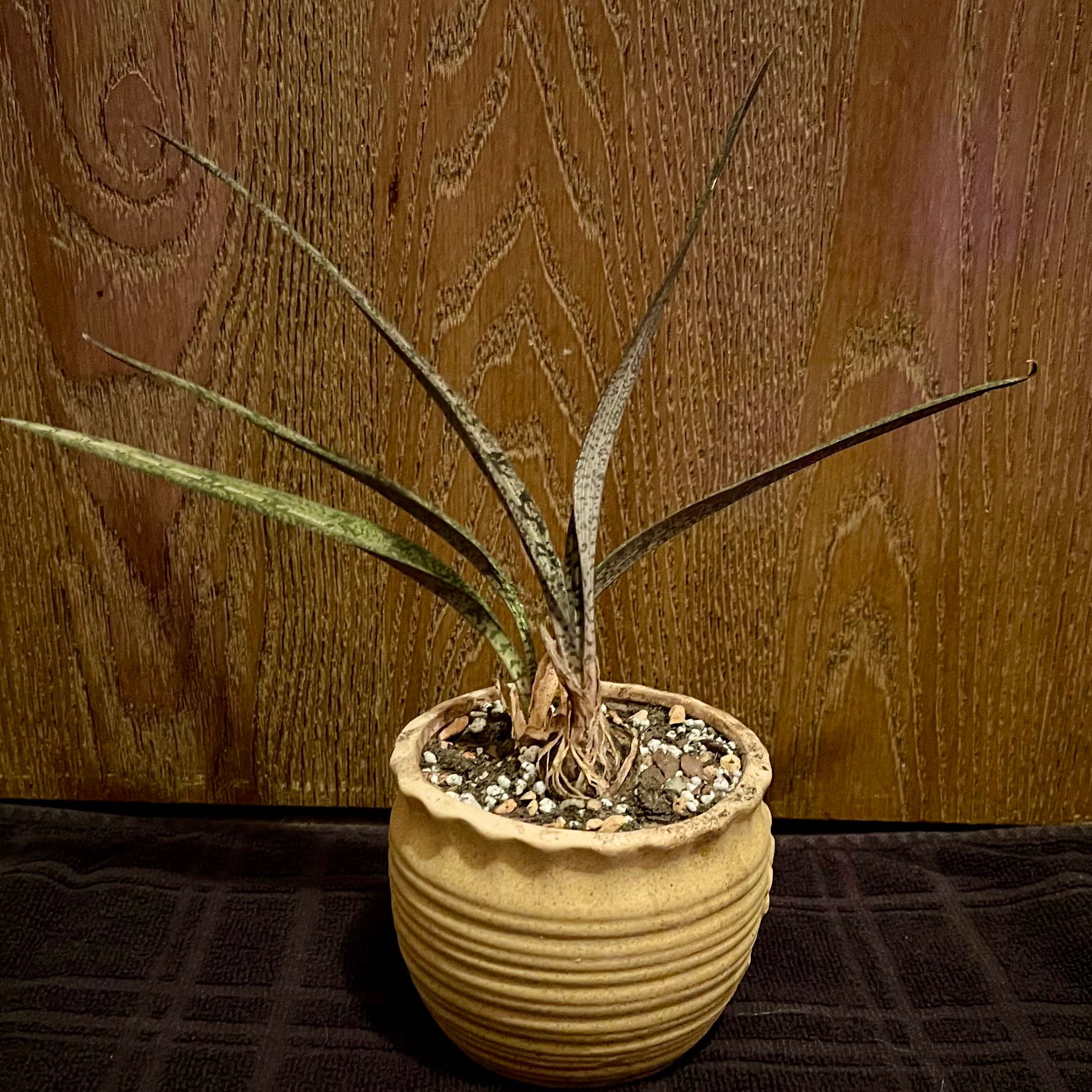 Photo of the plant species Snake Orchid by @riverzend named felulitir on Greg, the plant care app