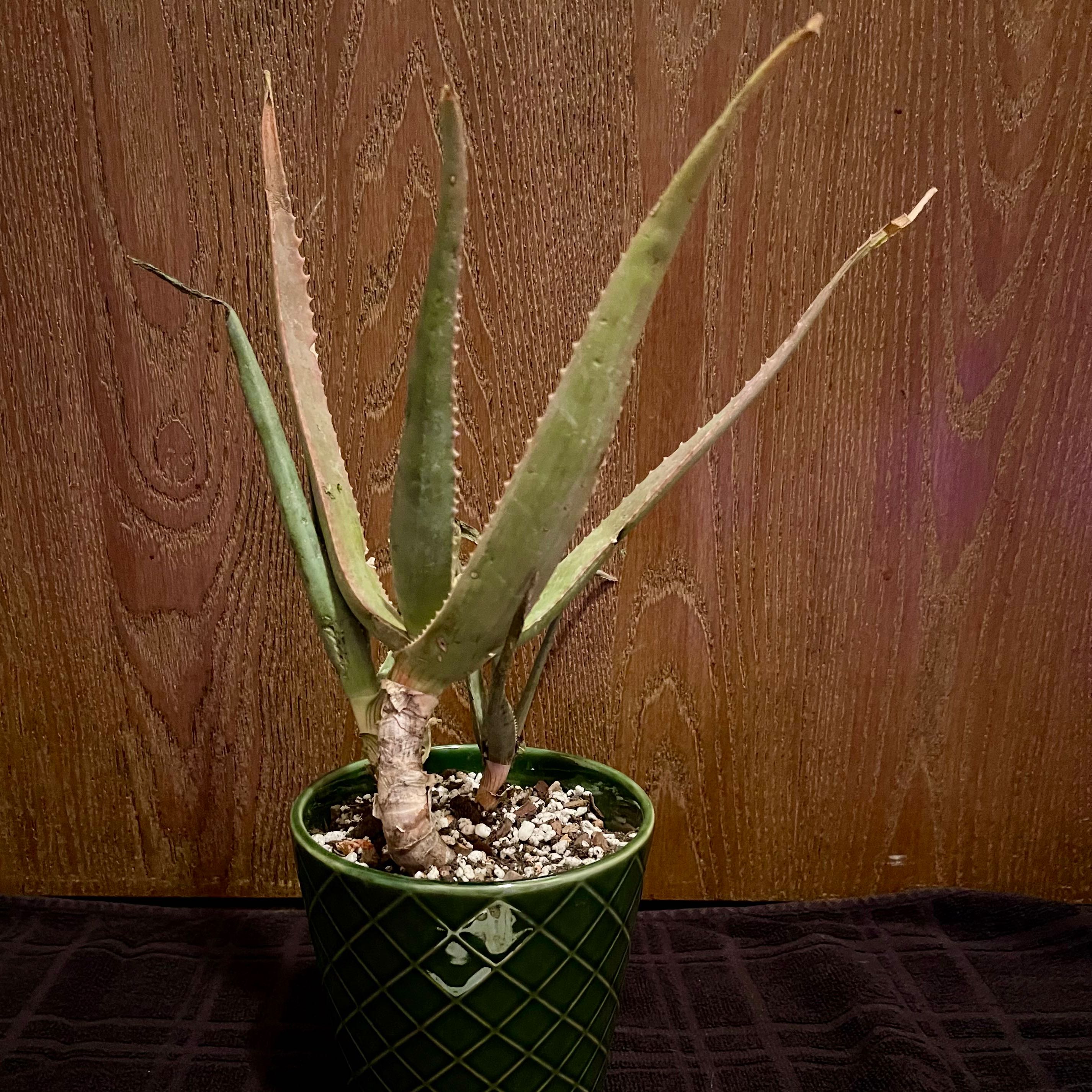Photo of the plant species Mandoto Aloe by @riverzend named man man on Greg, the plant care app