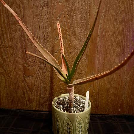 Photo of the plant species Aloe Schomeri by @riverzend named madi on Greg, the plant care app