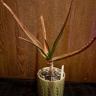 Aloe Schomeri plant in Aurora, Colorado