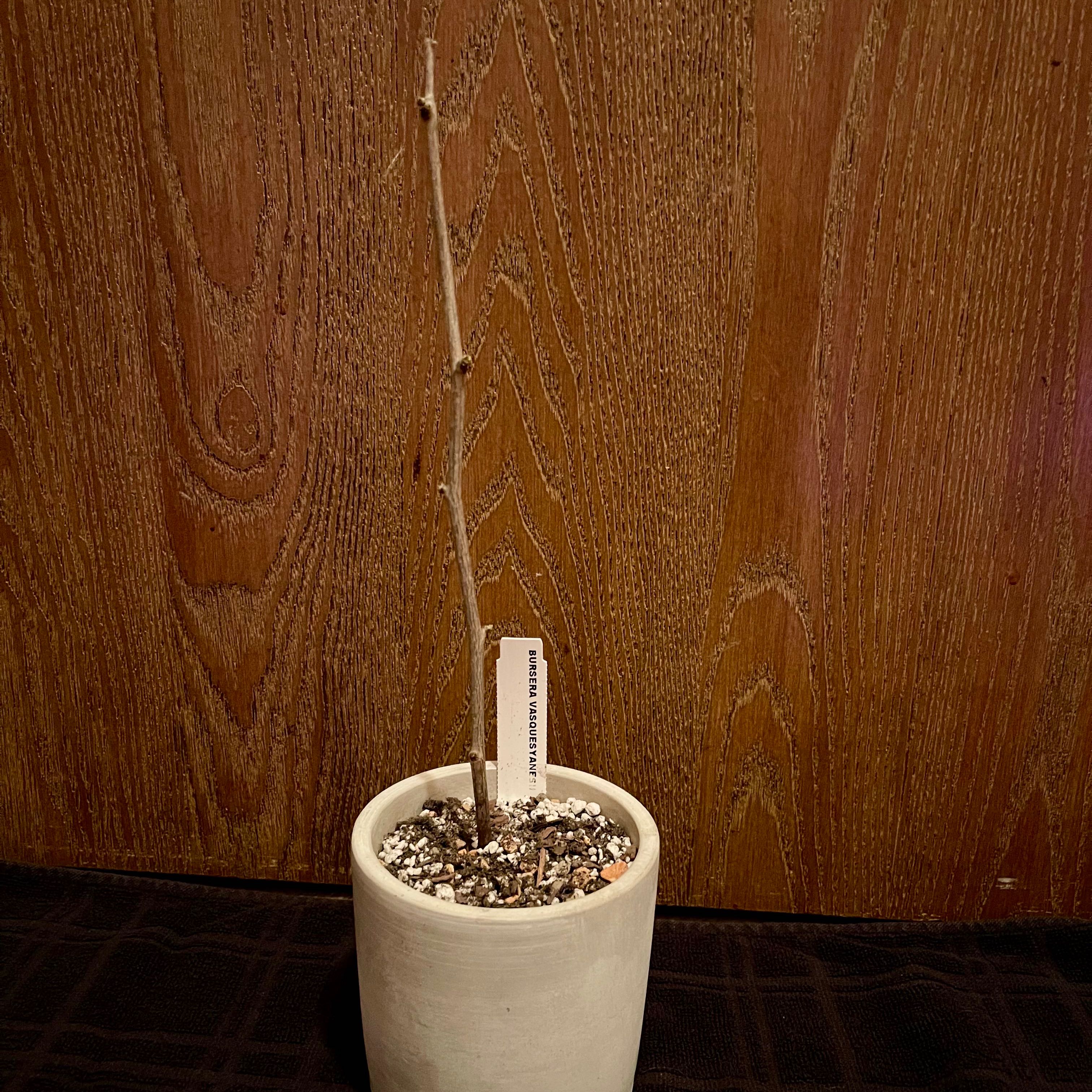 Plant care for Commiphora Campestris on Greg, the plant care app